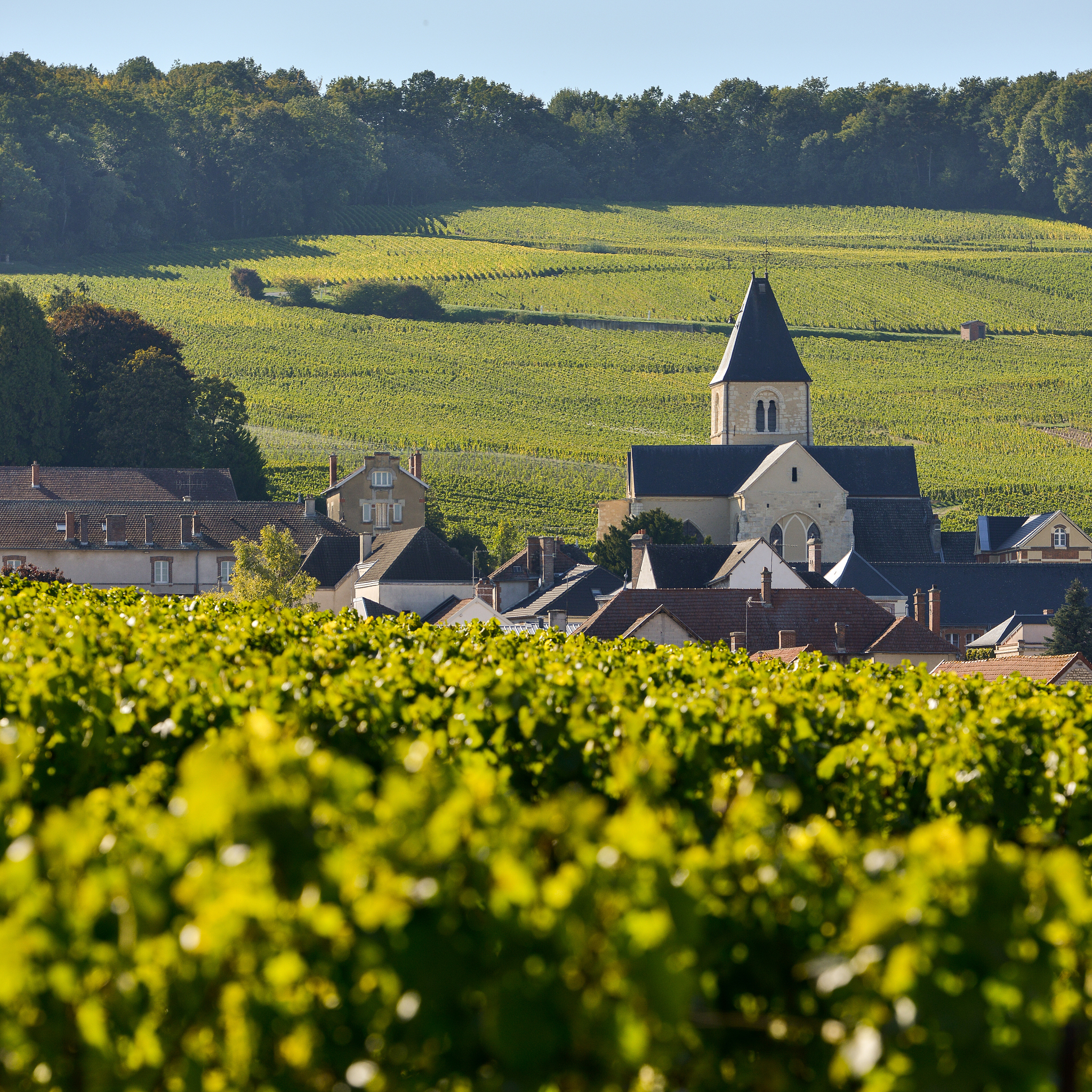 champagne vineyards and church in marne department, france