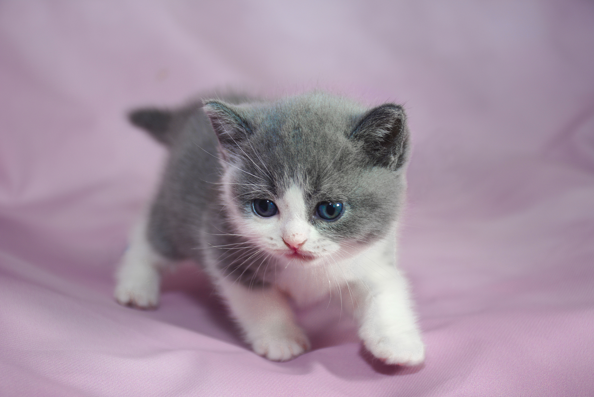 萌宠小蓝：3分钟带你感受猫咪的温暖与快乐