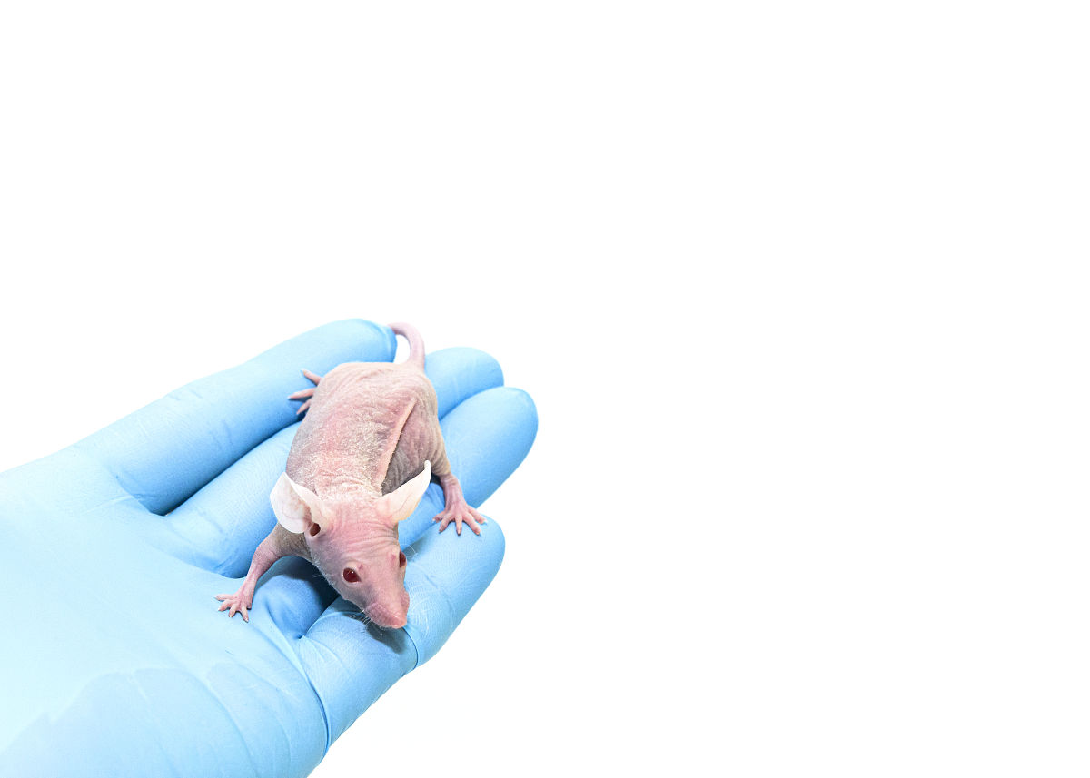 禽类天生免疫缺陷是为什么