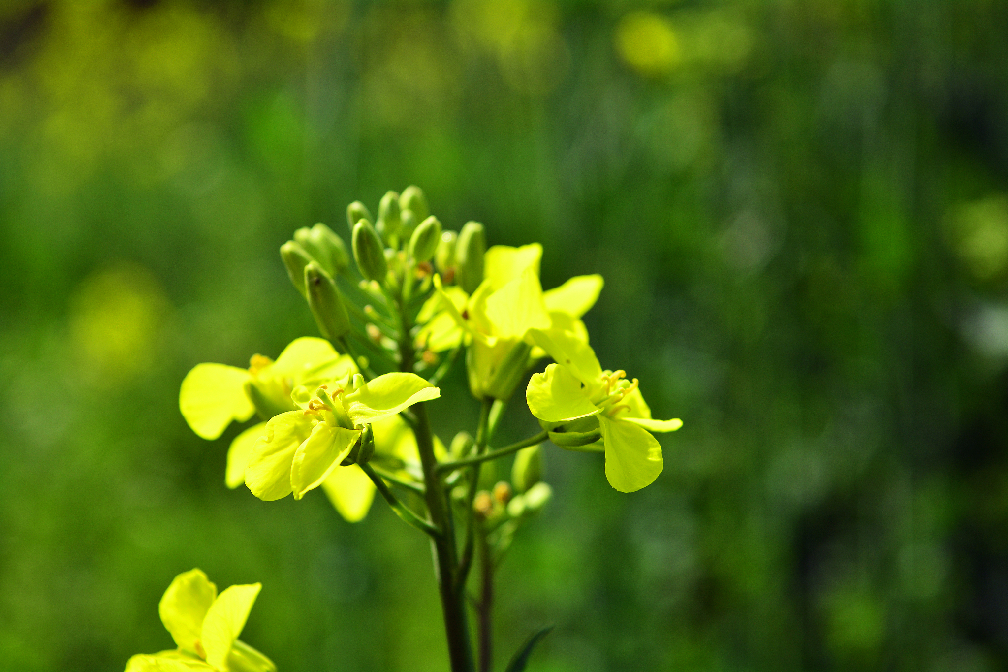 绿亨6号能用于油菜花防治吗？