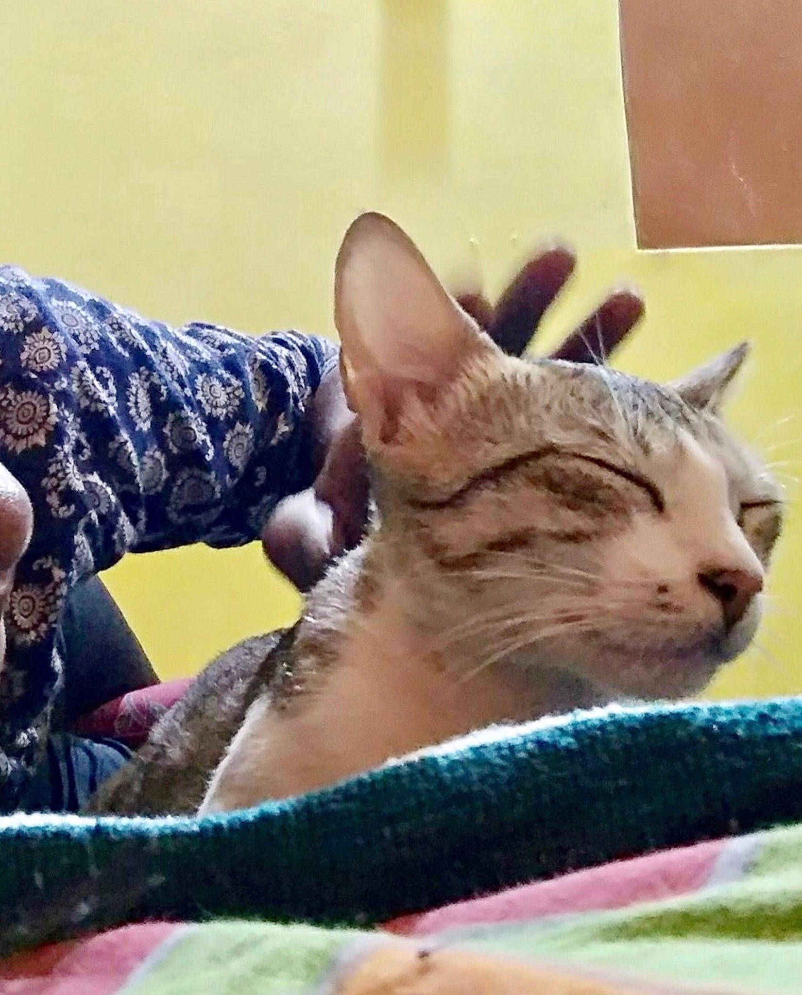 抖音猫咪视角拍摄故事账号推荐 | 猫咪日常、探险、小剧场