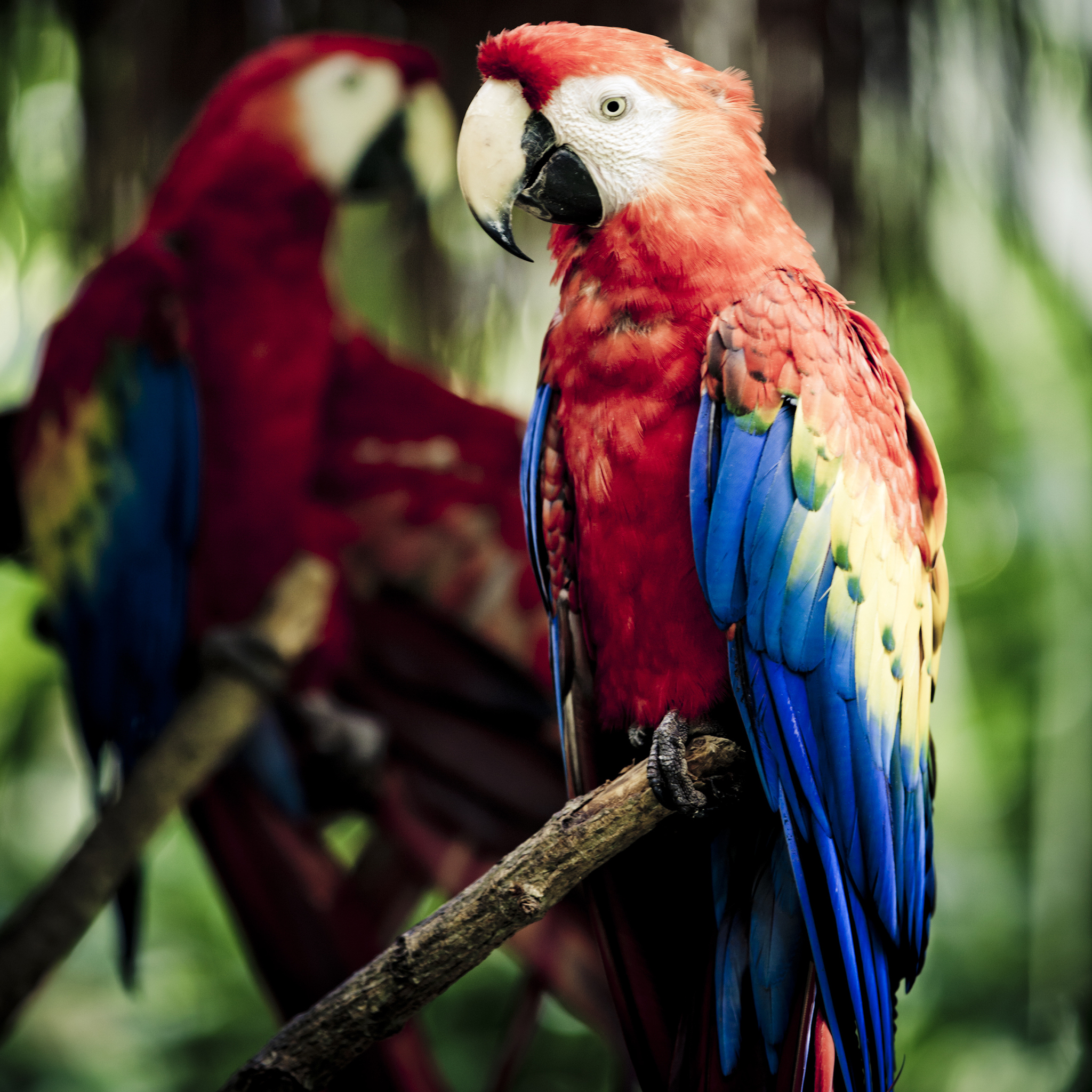 红额鹦鹉：新西兰的美丽鹦鹉物种介绍