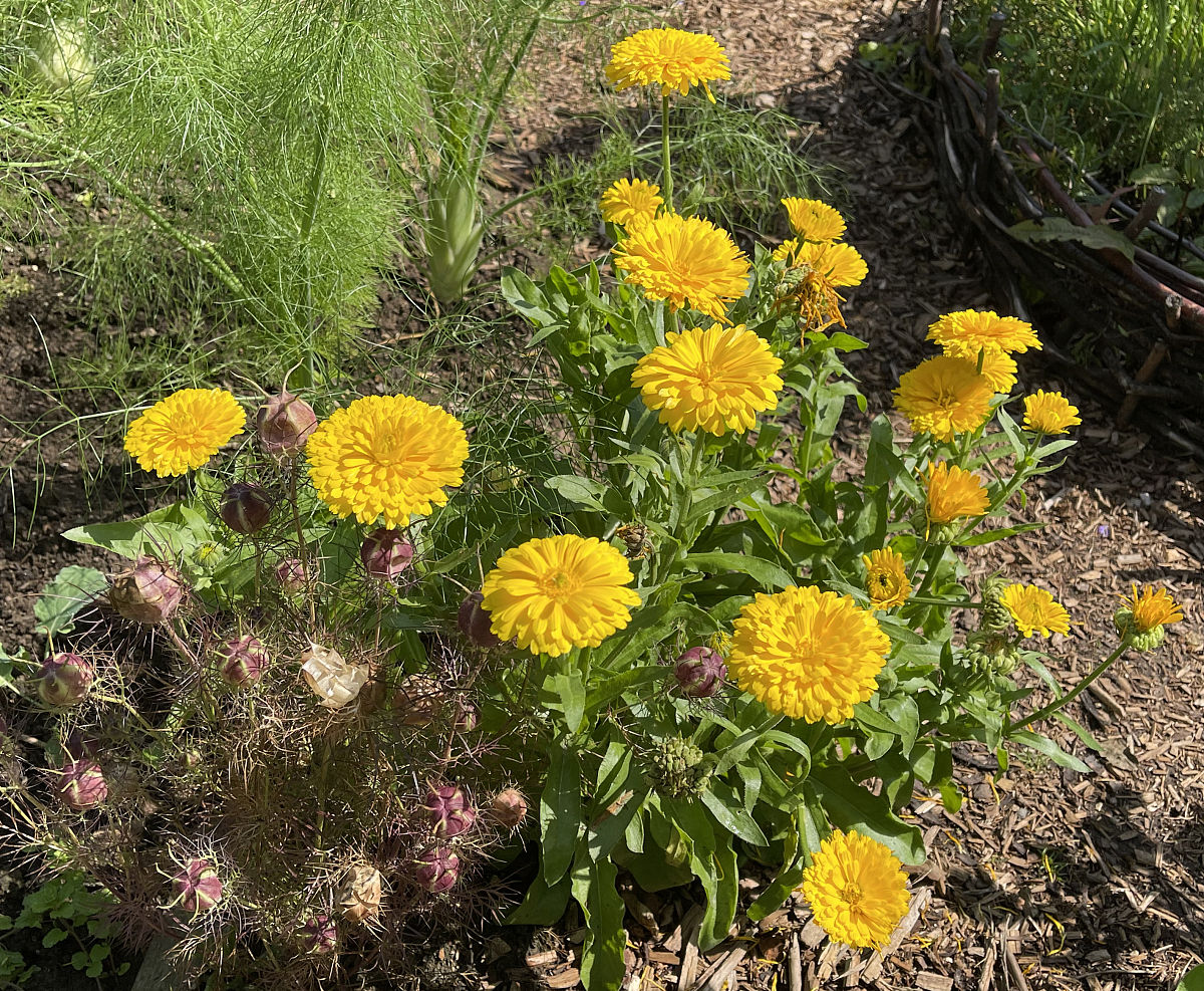 假如人类会冬眠作文三年级