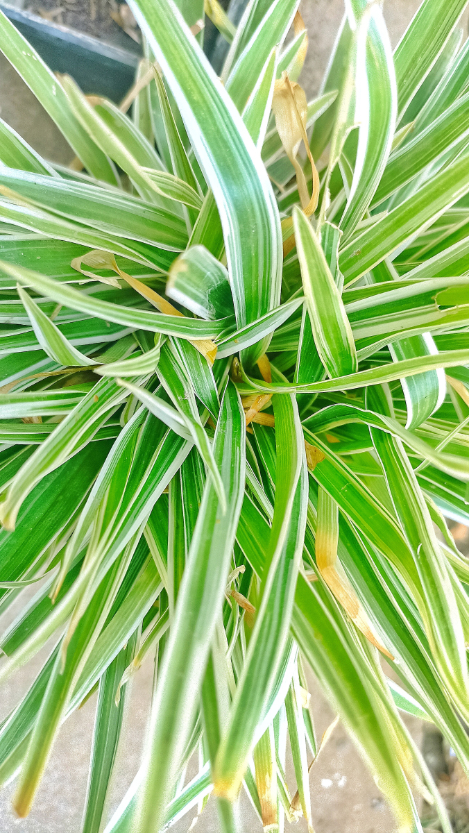 吊兰是一种非常美丽的植物,它适合在室内养殖,可以净化空气,并且对