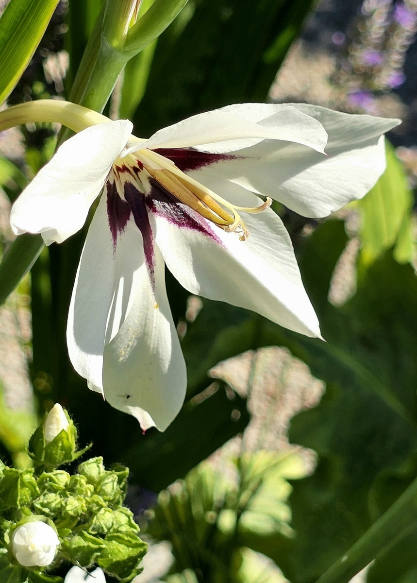 姜花：看似平凡，却蕴含着坚强与希望！