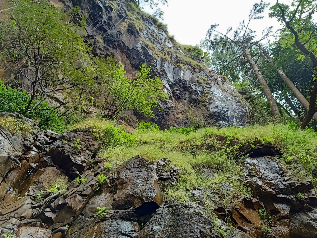 秭归兰陵溪茶园的苔藓生长在岩石上的机理