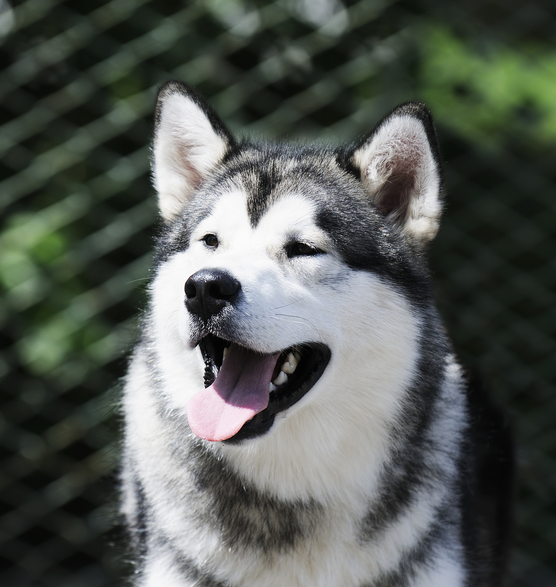 二哈为什么这么疯狂？ 800字搞笑解析