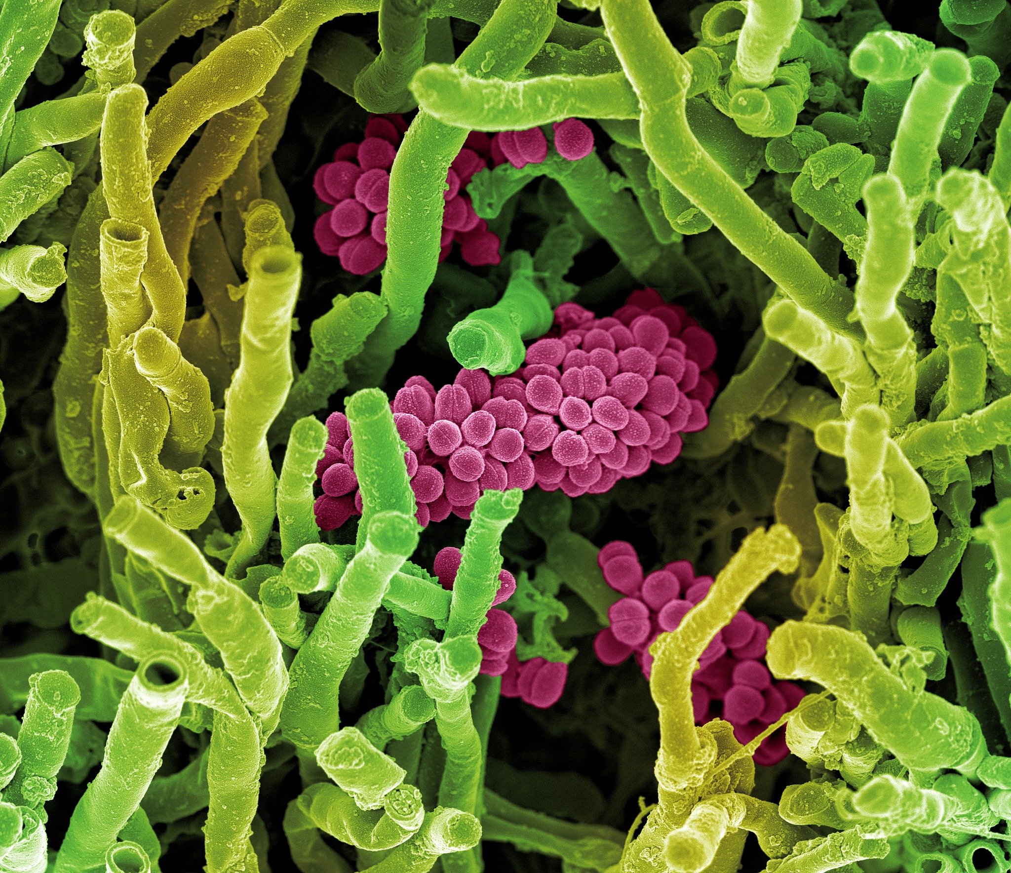 PEDOBIOLOGIA 期刊：土壤生物学研究范围