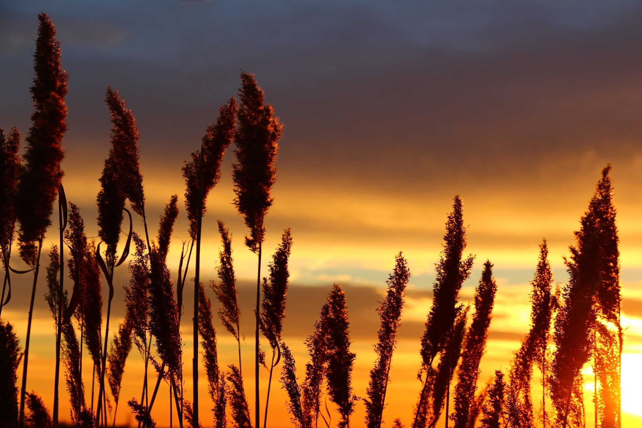 《九九艳阳天》歌曲歌词 - 充满希望与力量的中国歌曲