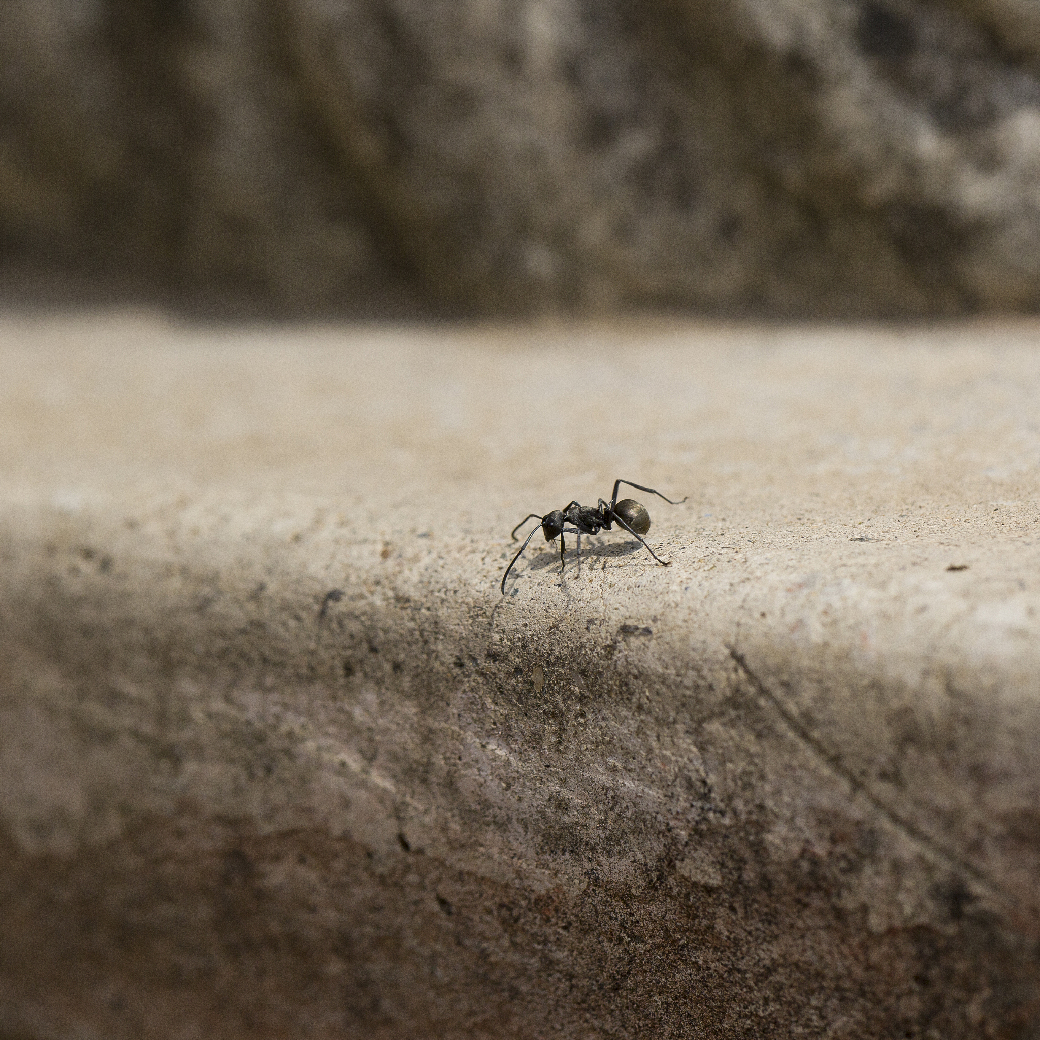 蚂蚁上身身体发凉是怎么回事？ - 蚂蚁行为与温度关系