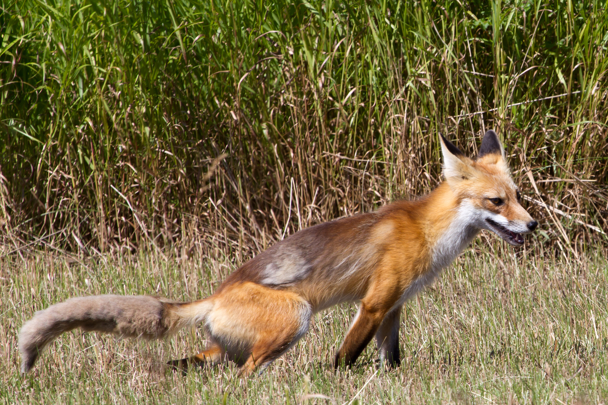 狐狸是群居动物吗？揭秘狐狸的社会行为
