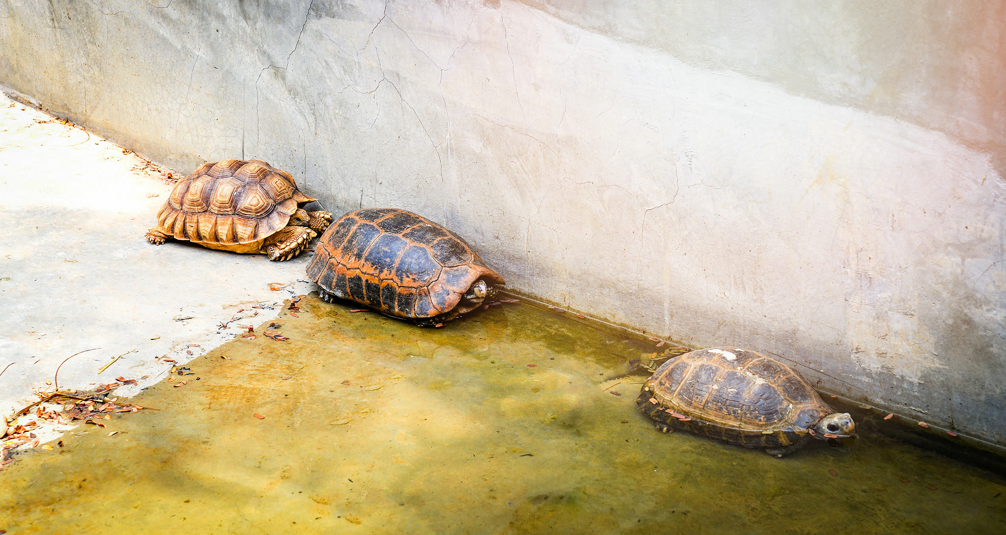 turtle freshwater on cement pond