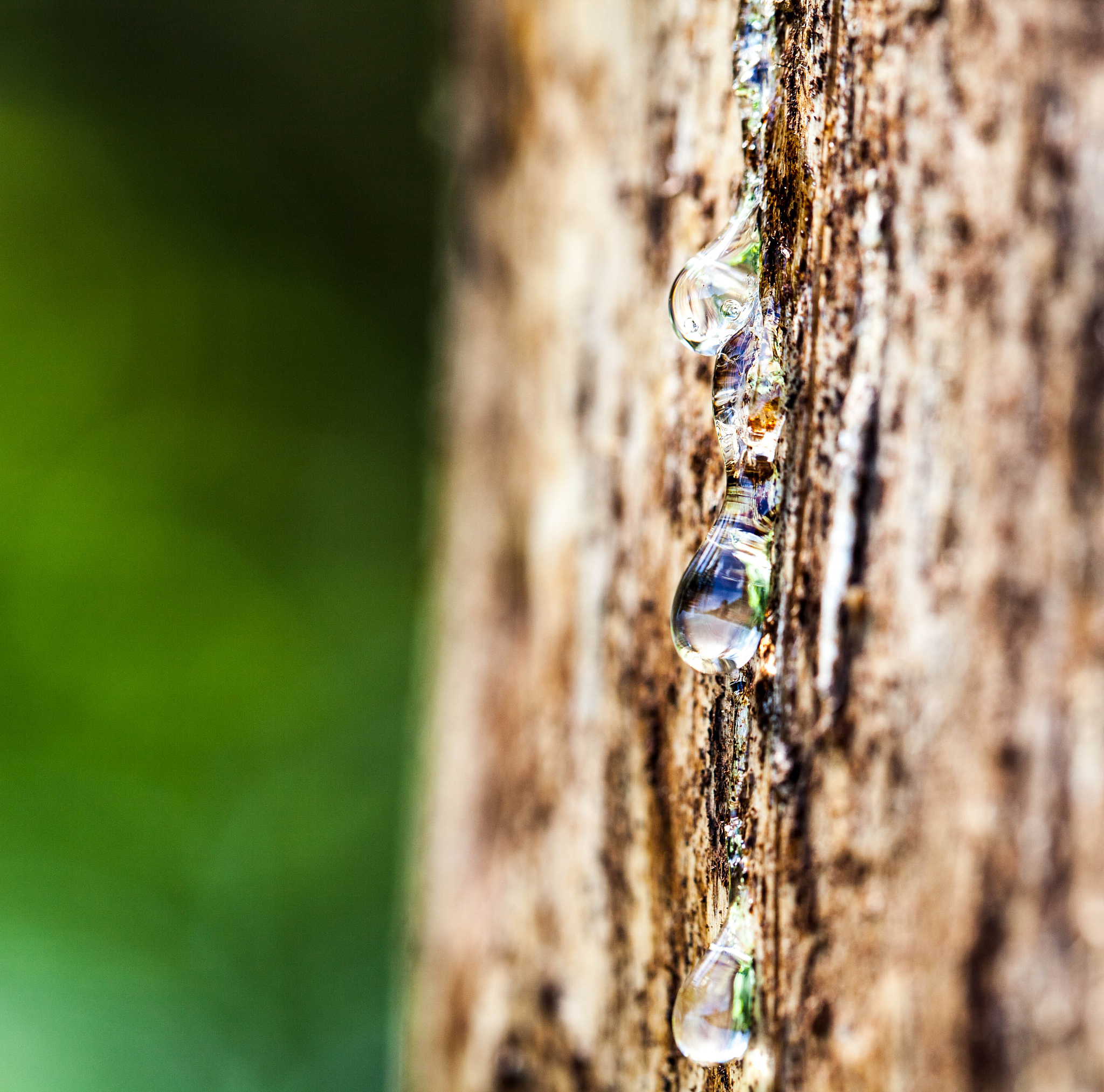 drop of resin on tree bark