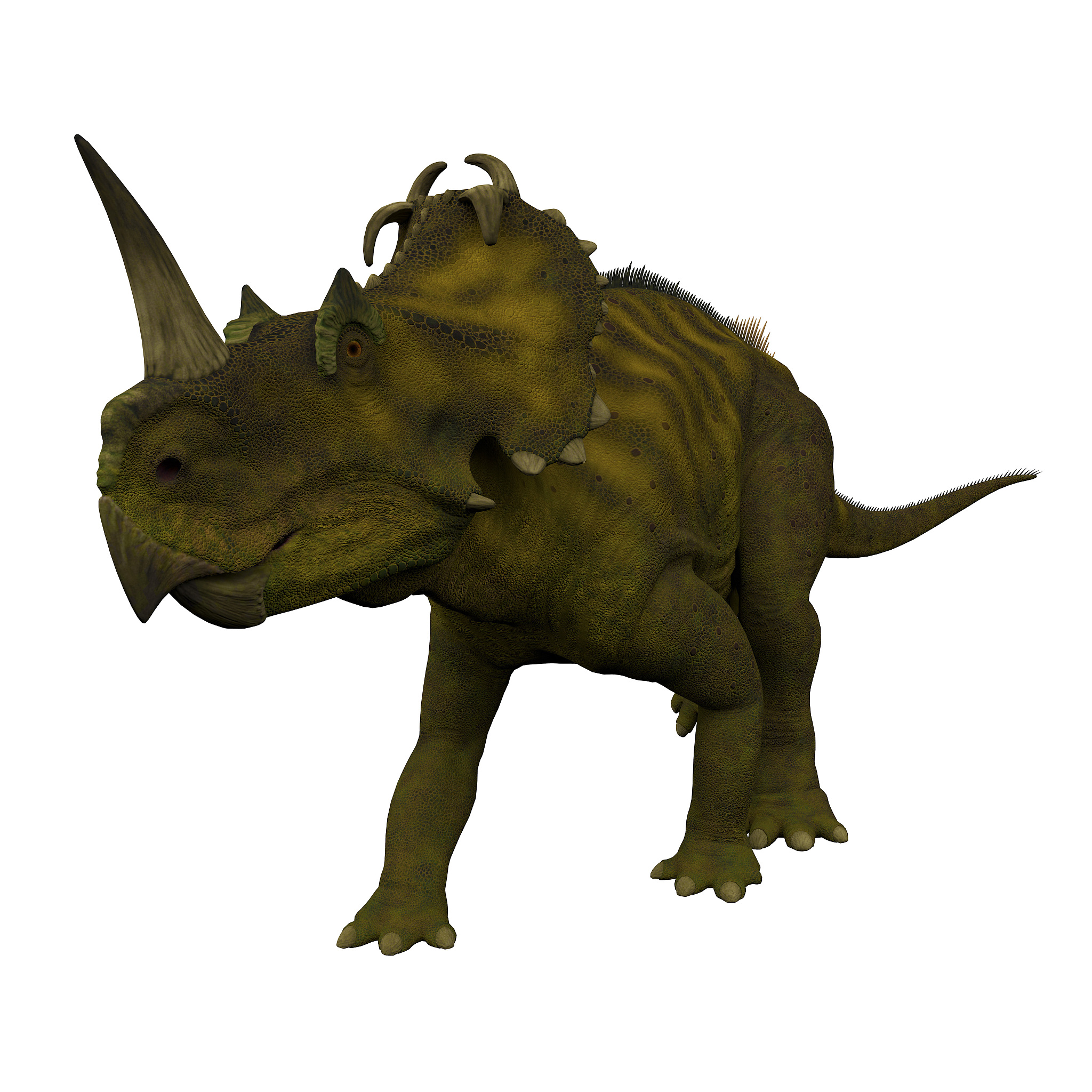 centrosaurus dinosaur, front view.