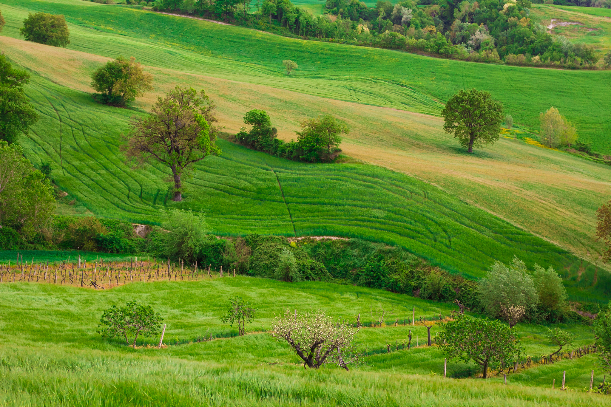 green hills