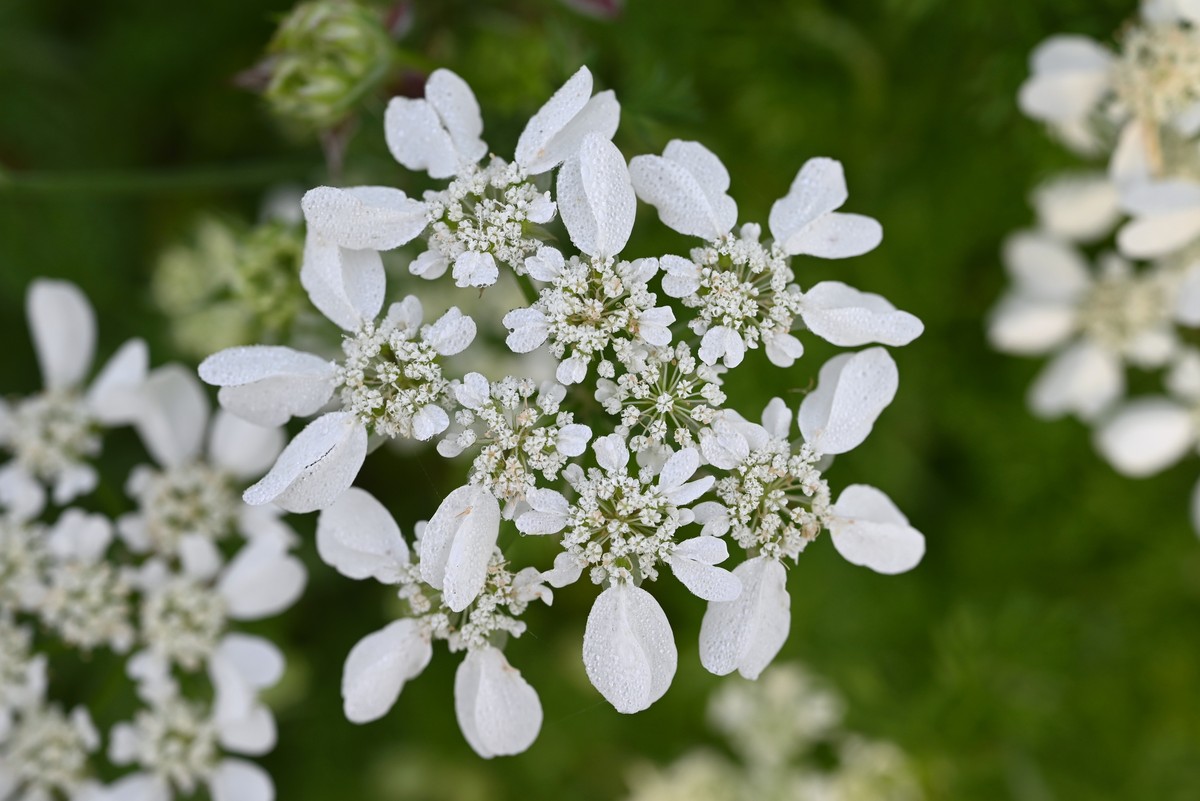 雪珠花各种颜色花语