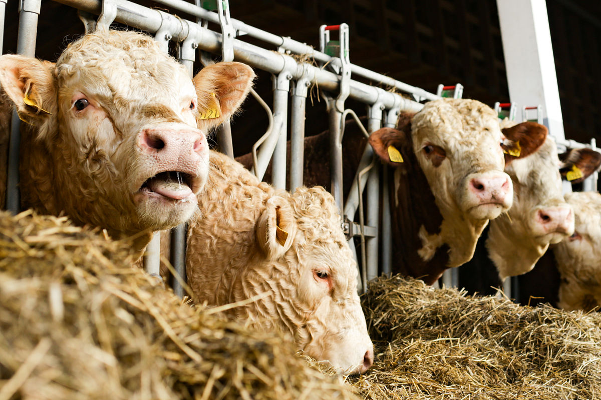 牛翻底窝怎么办？治疗方法和药物介绍