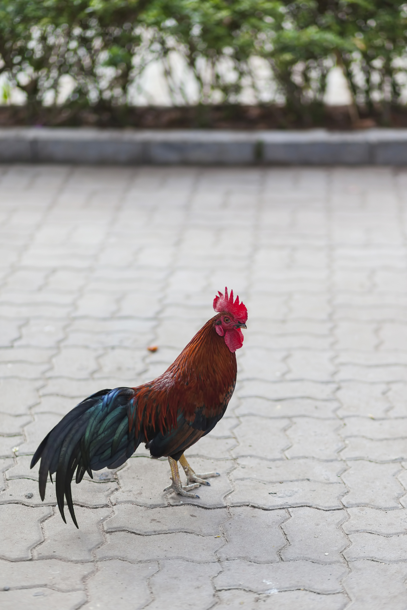 chicken