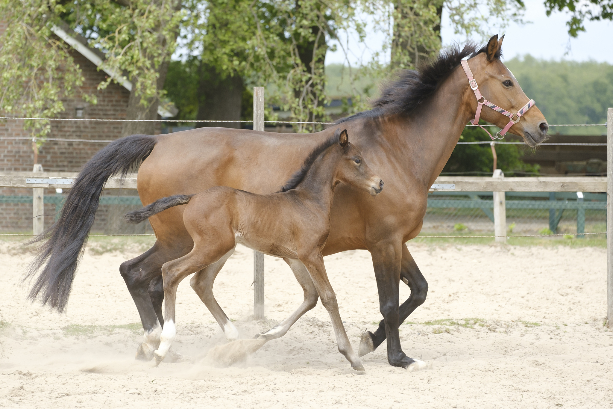 little brown foal, trosts next to the mother, one week old, duri