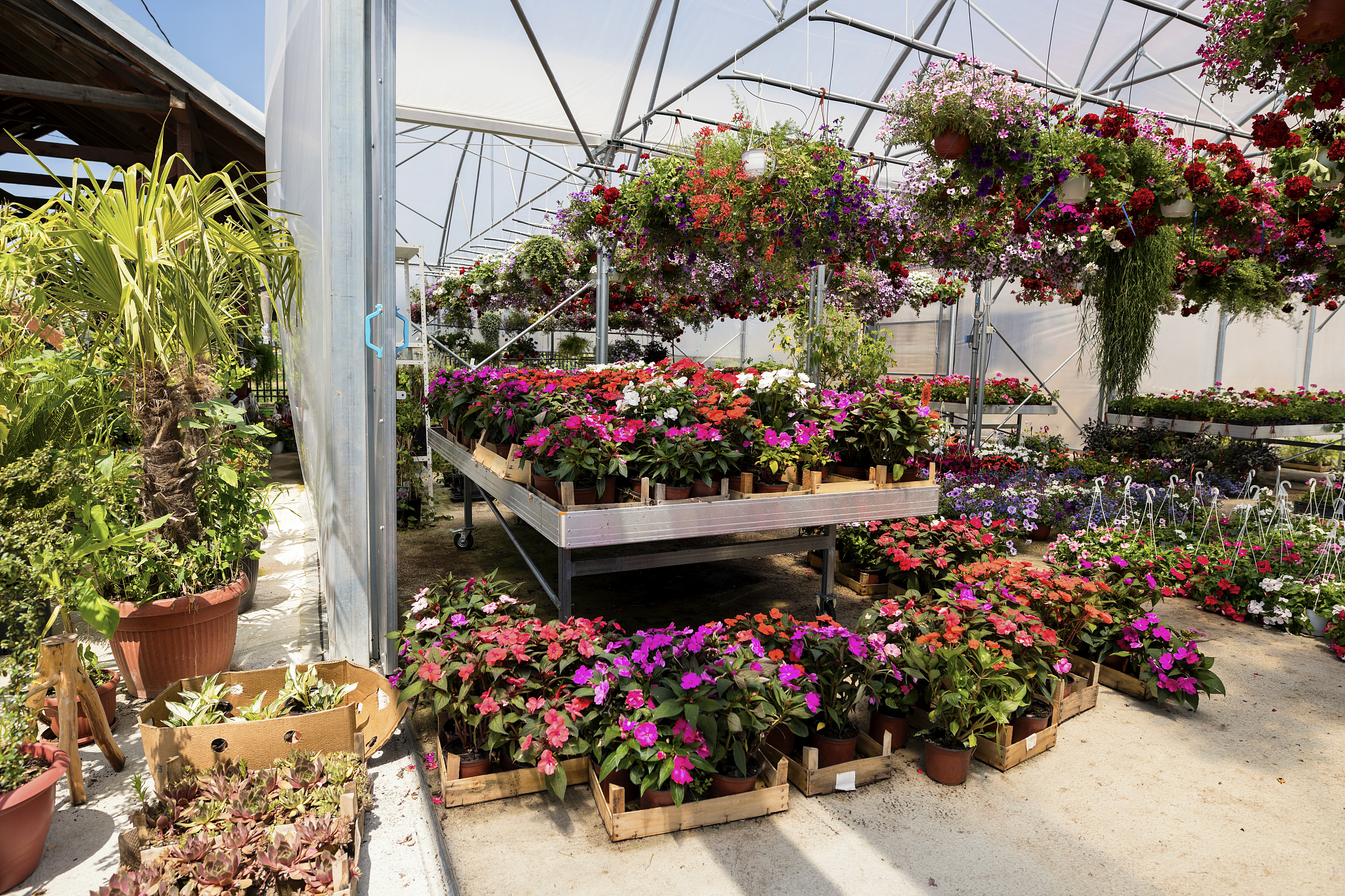 我们准备在幼儿园屋顶露台种植一些花卉，必须要适合在北京地区露天种植，而且需要选择观赏性好，对北京室外露天环境适应性好，好养殖，没有刺和毒性的，病虫害发生少的品种。
请以列表方式表达：1.花卉名称及种植的方式，如盆栽或者土地种植；2.幼苗种植的过程，是否需要种子泡发芽等；3.浇水水量及养护方法；4.病虫害防治及其他注意事项，如土壤酸碱度