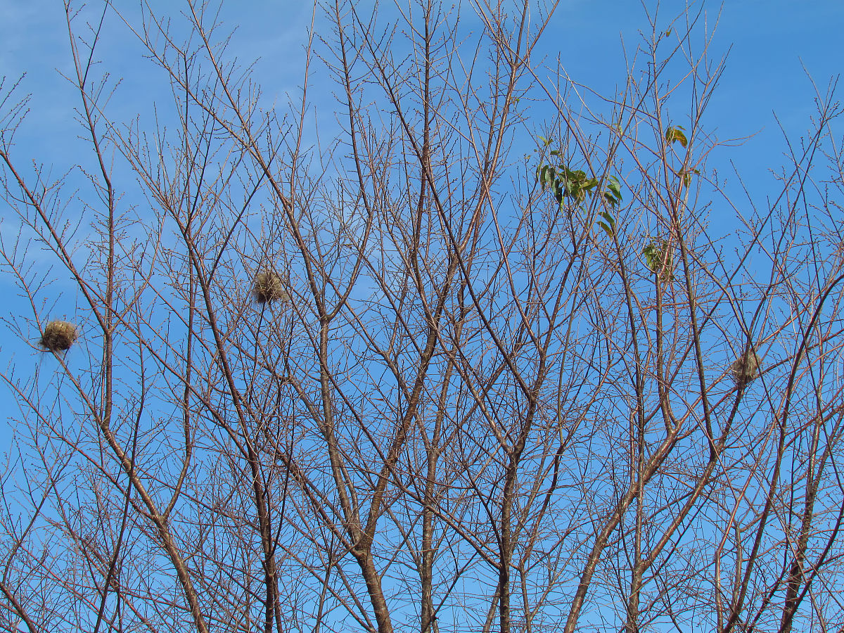 无叶电风扇市场分析：需求增长、技术壁垒、价格趋势及前景展望