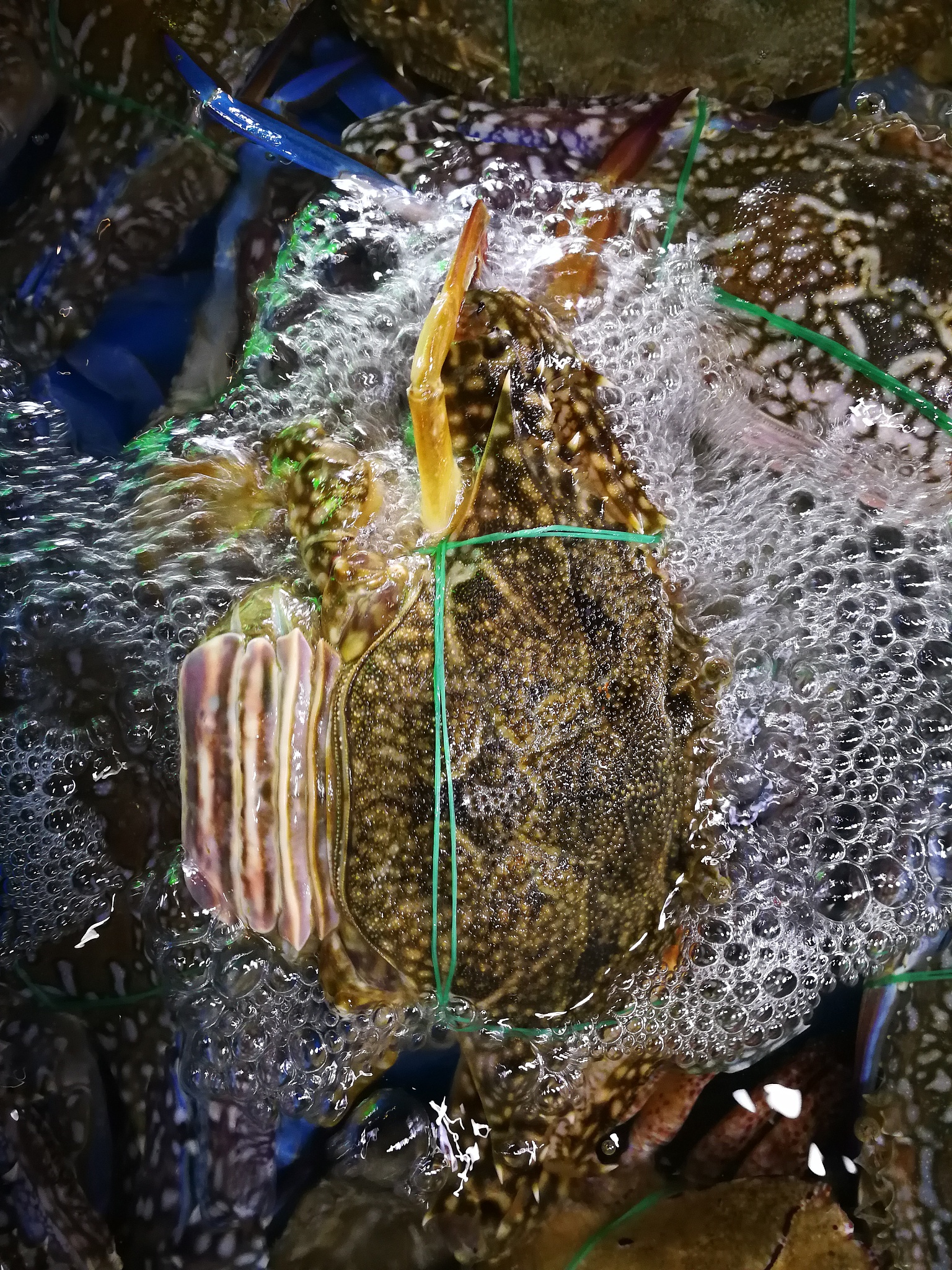 水产系列学术讲座预告：海藻种质资源、青蟹杂交、扇贝育种等