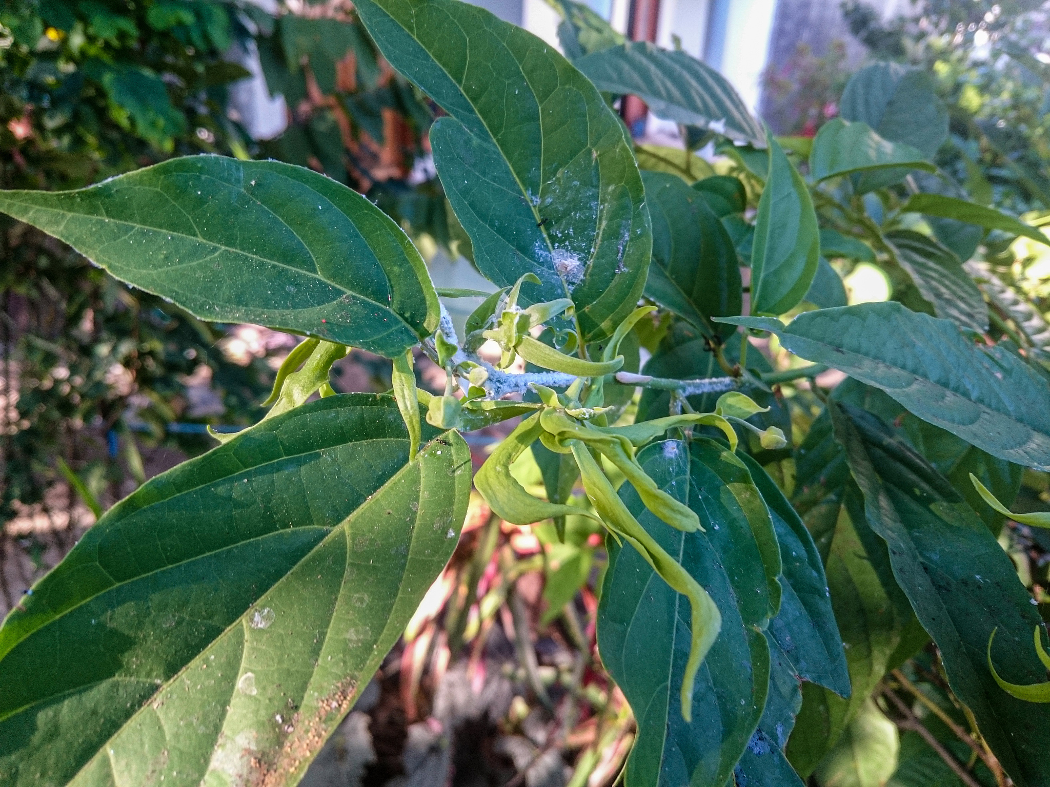 HORTICULTURAL SCIENCE期刊: 园艺科学研究与实践的国际平台