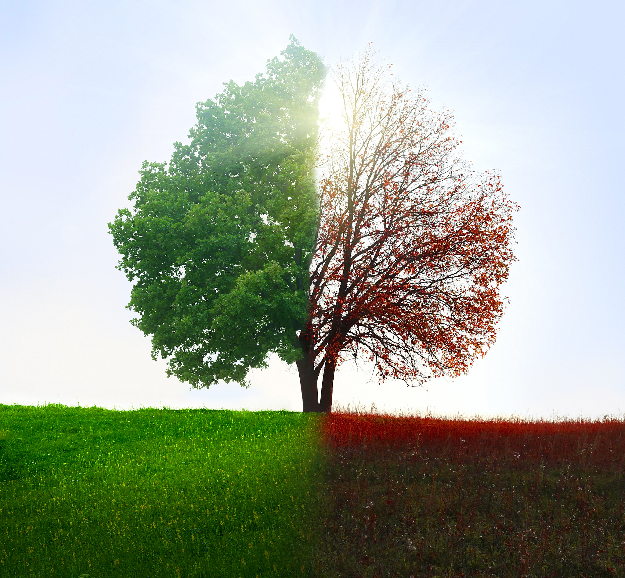 根据以下材料写一篇议论文不少于1000字欲为大树莫为草争