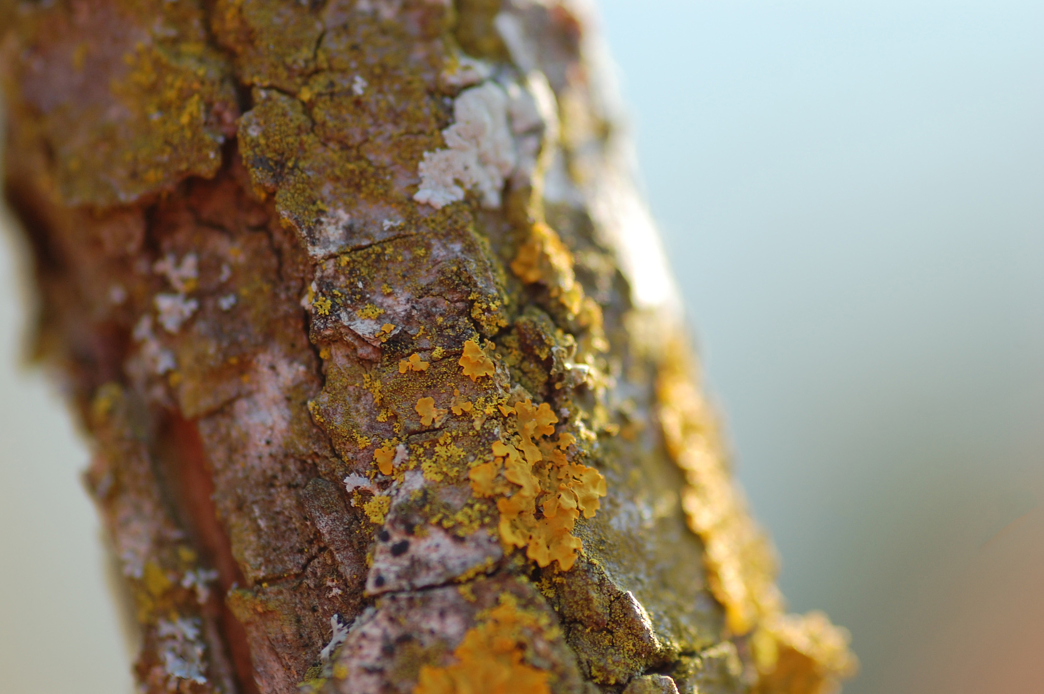 tree branch in detail