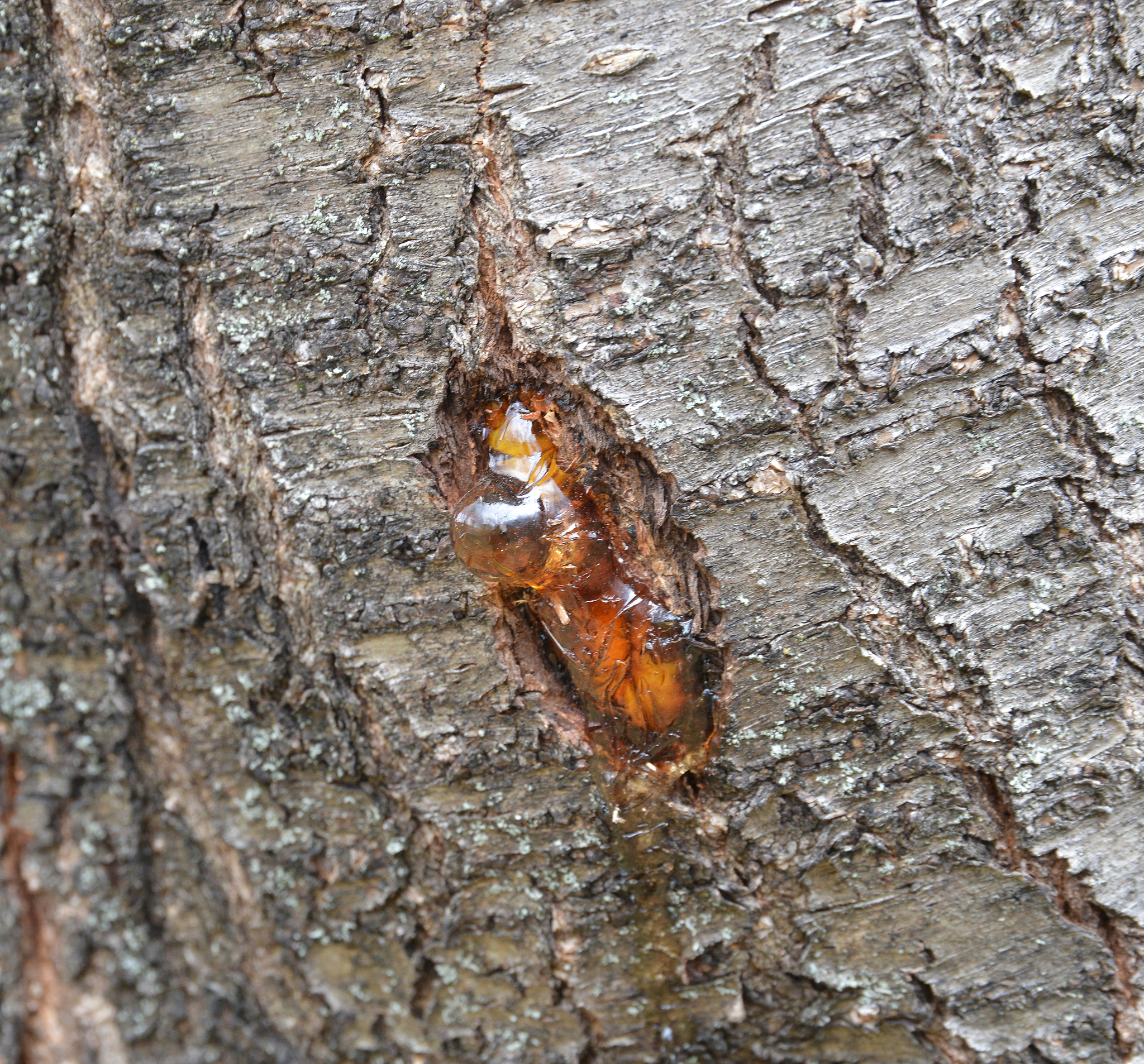 natural resin on tree trunk