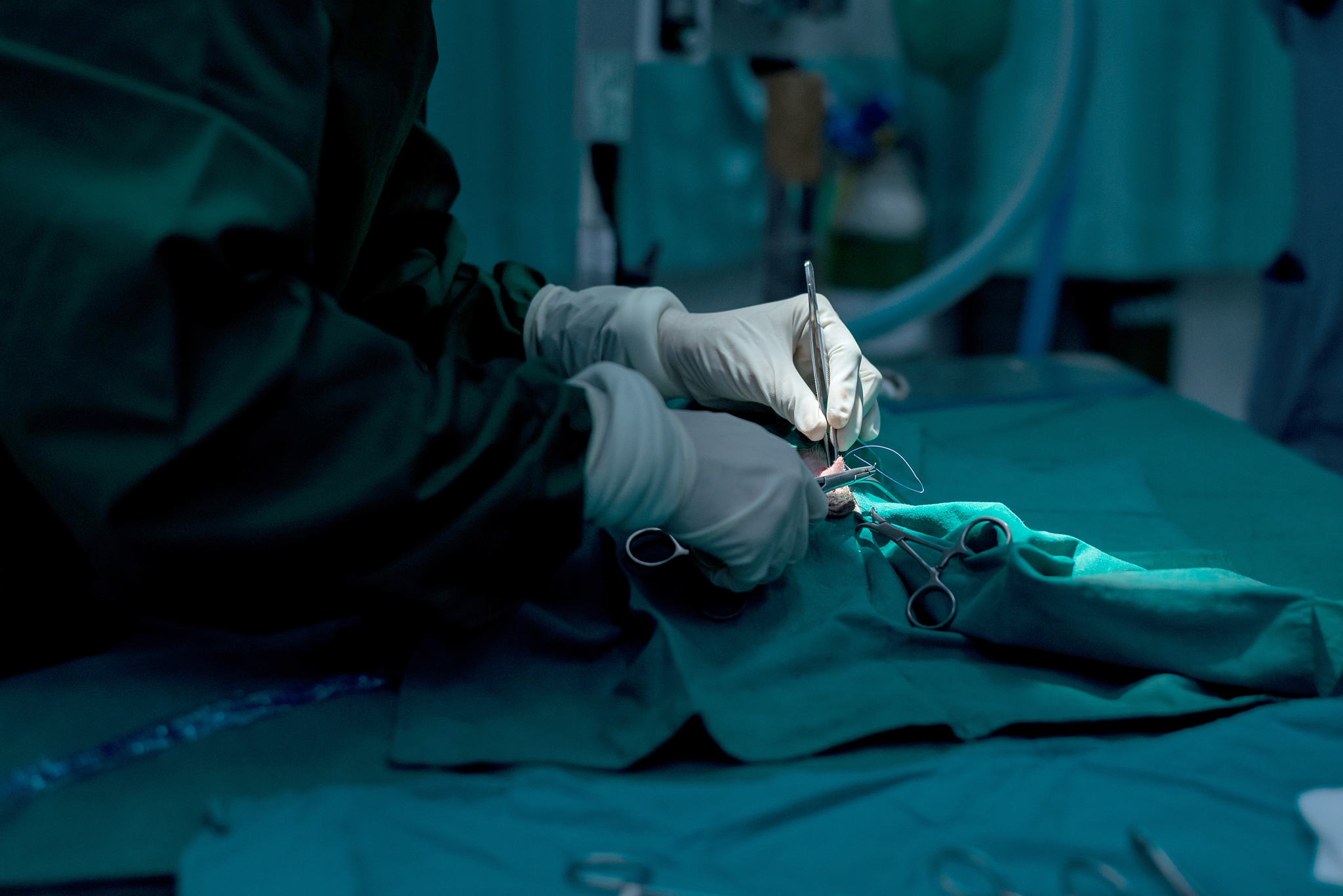 hands of veterinary or doctor have to surgery sterilization on p