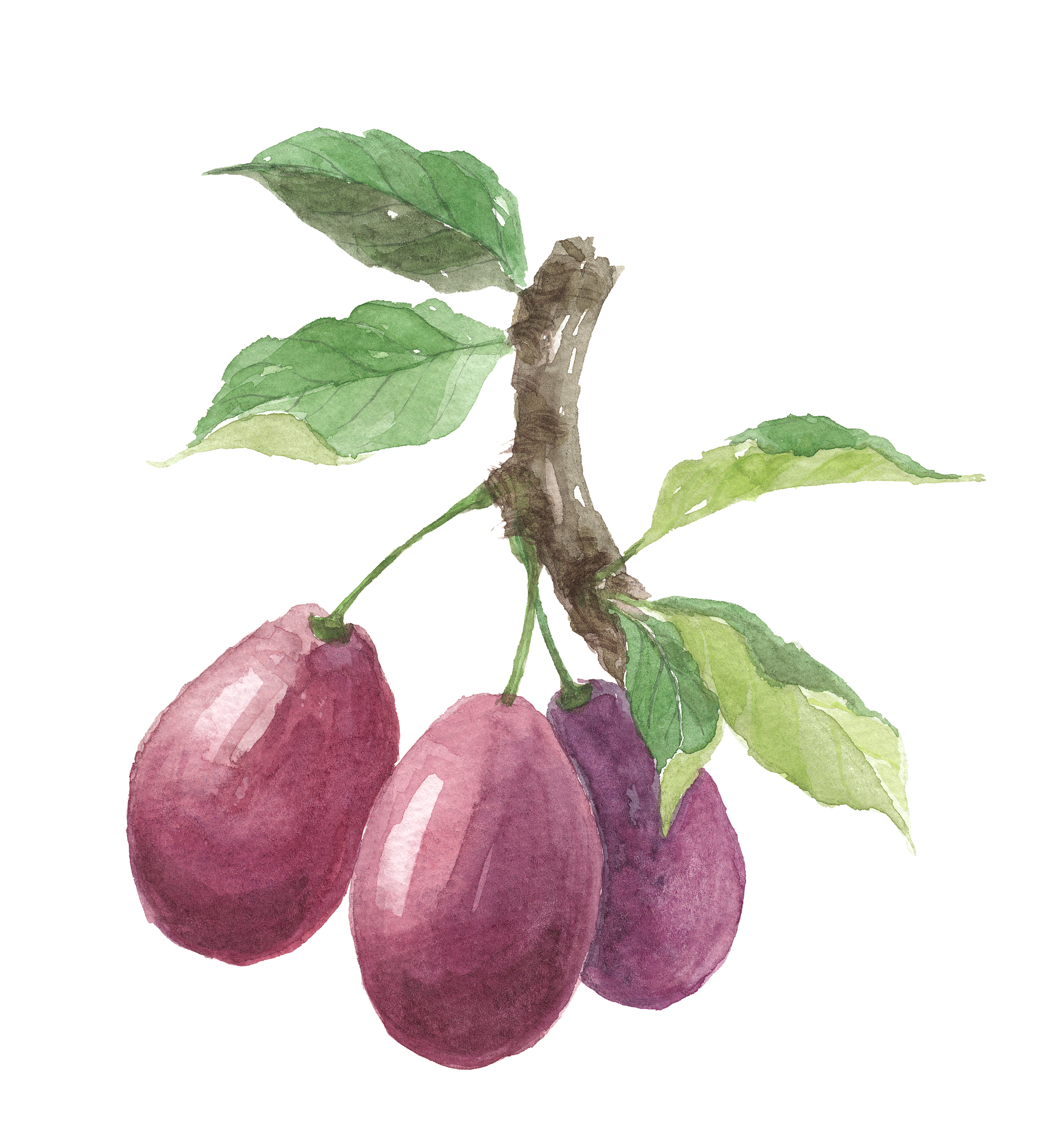 西梅：健康美味，收获友谊 | 100字短篇故事