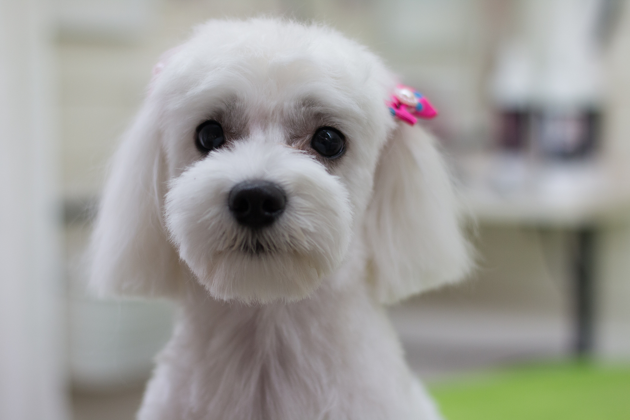 聊城职业技术学院宠物养护与疫病防治专业怎么样？