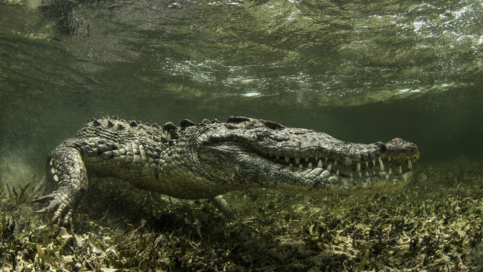 american saltwater crocodile on the atoll of chinchorro banks, l