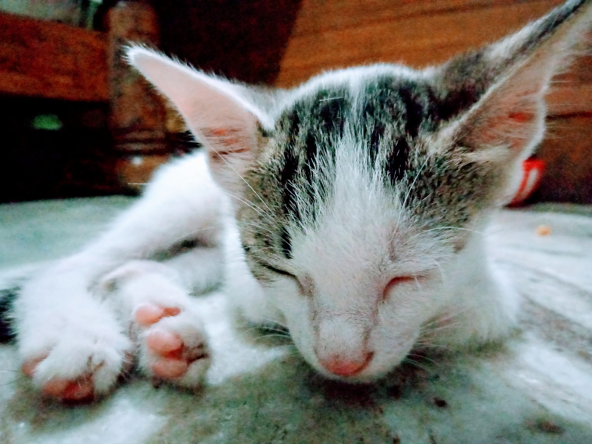 猫GM1神经节苷脂贮积症的临床表征