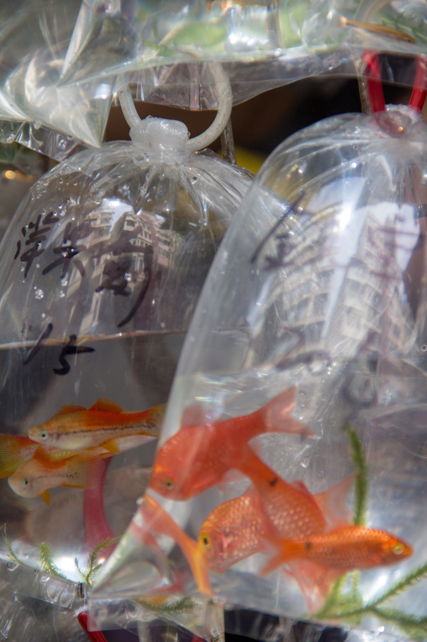 兰寿鱼一天喂食频率：2-3次最佳