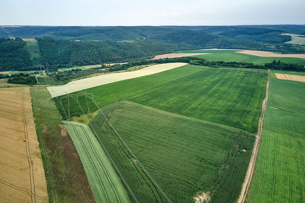 Increased Planting Density Boosts Maize Yield in North America
