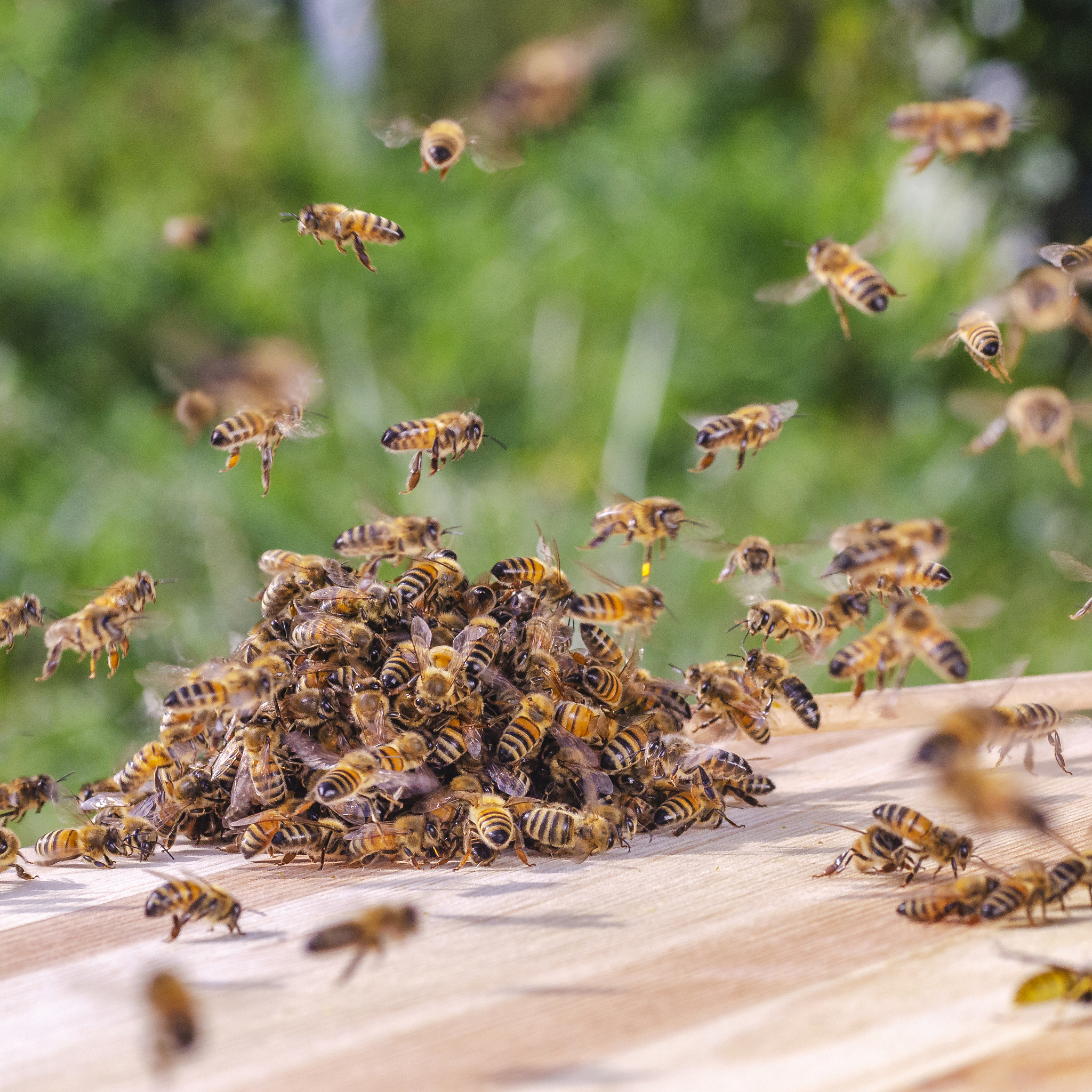 APIDOLOGIE期刊: 蜜蜂学研究者的首选期刊