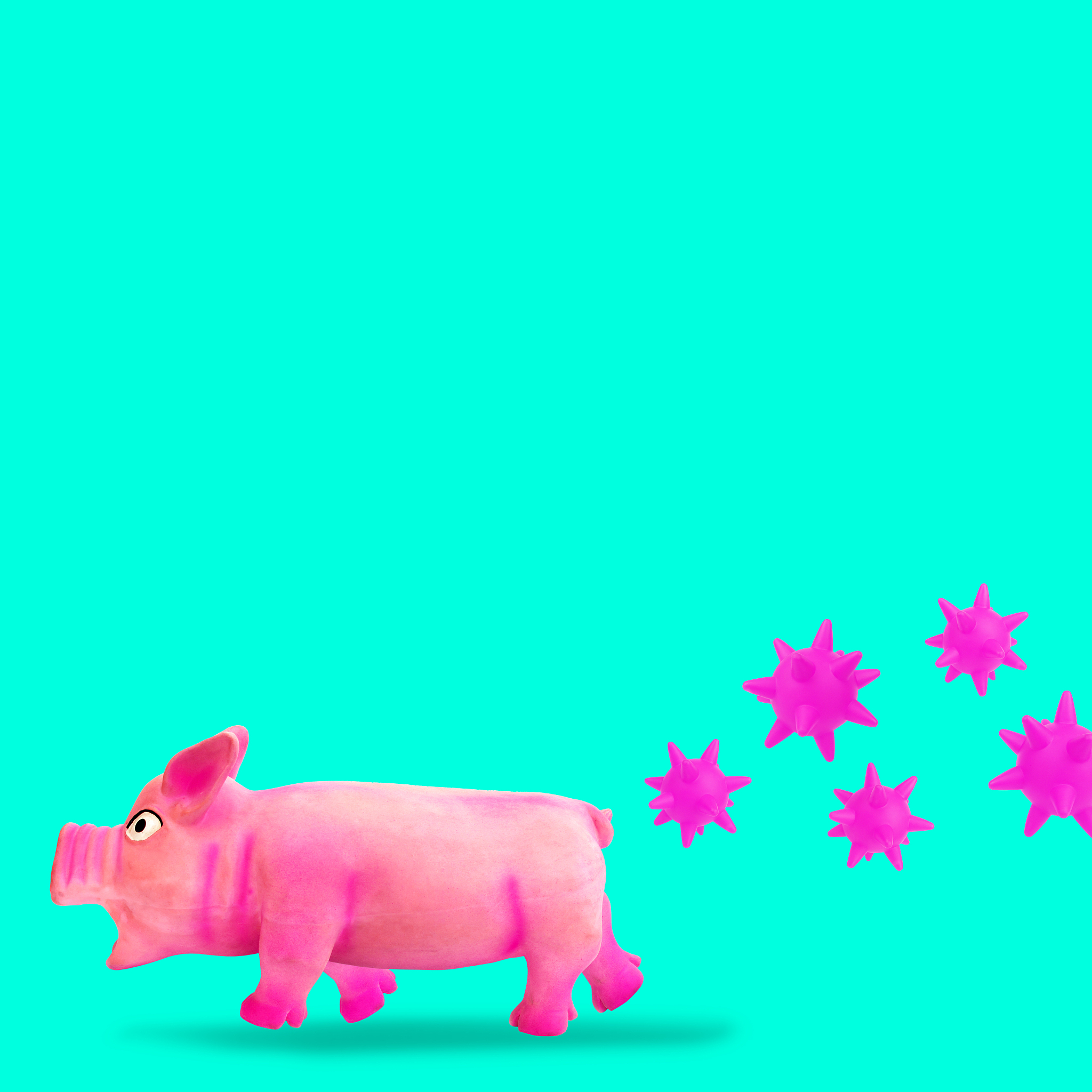 猪是EV-G的自然宿主各年龄段的猪均可感染检查语病并润色