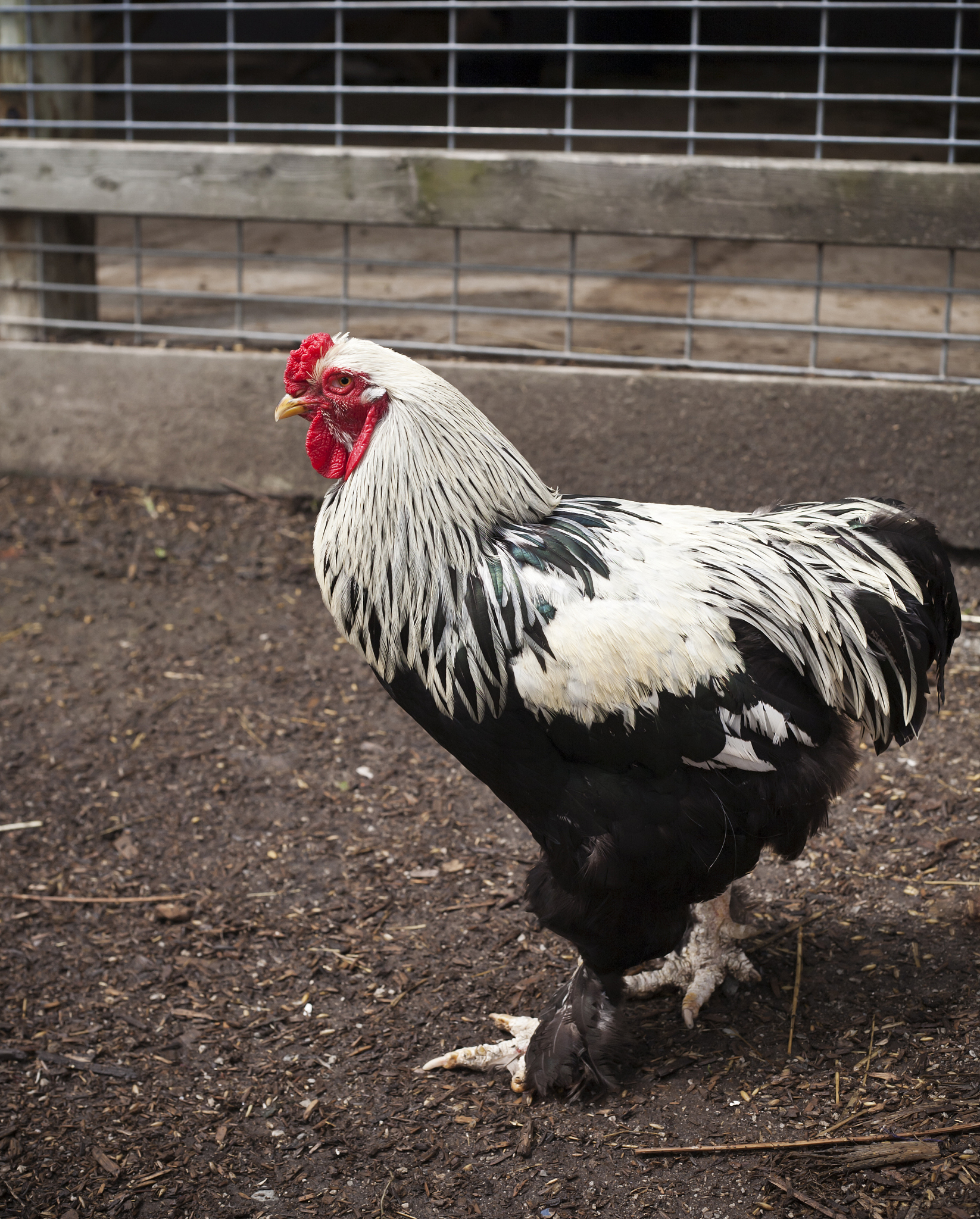 rooster