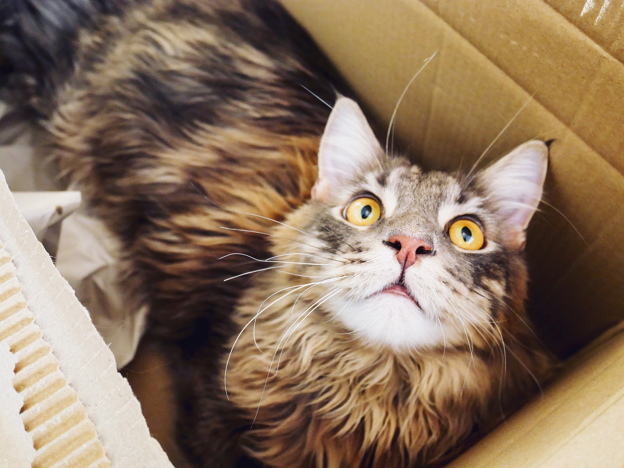 猫咪的胡须有多重要？铲屎官们必须了解！