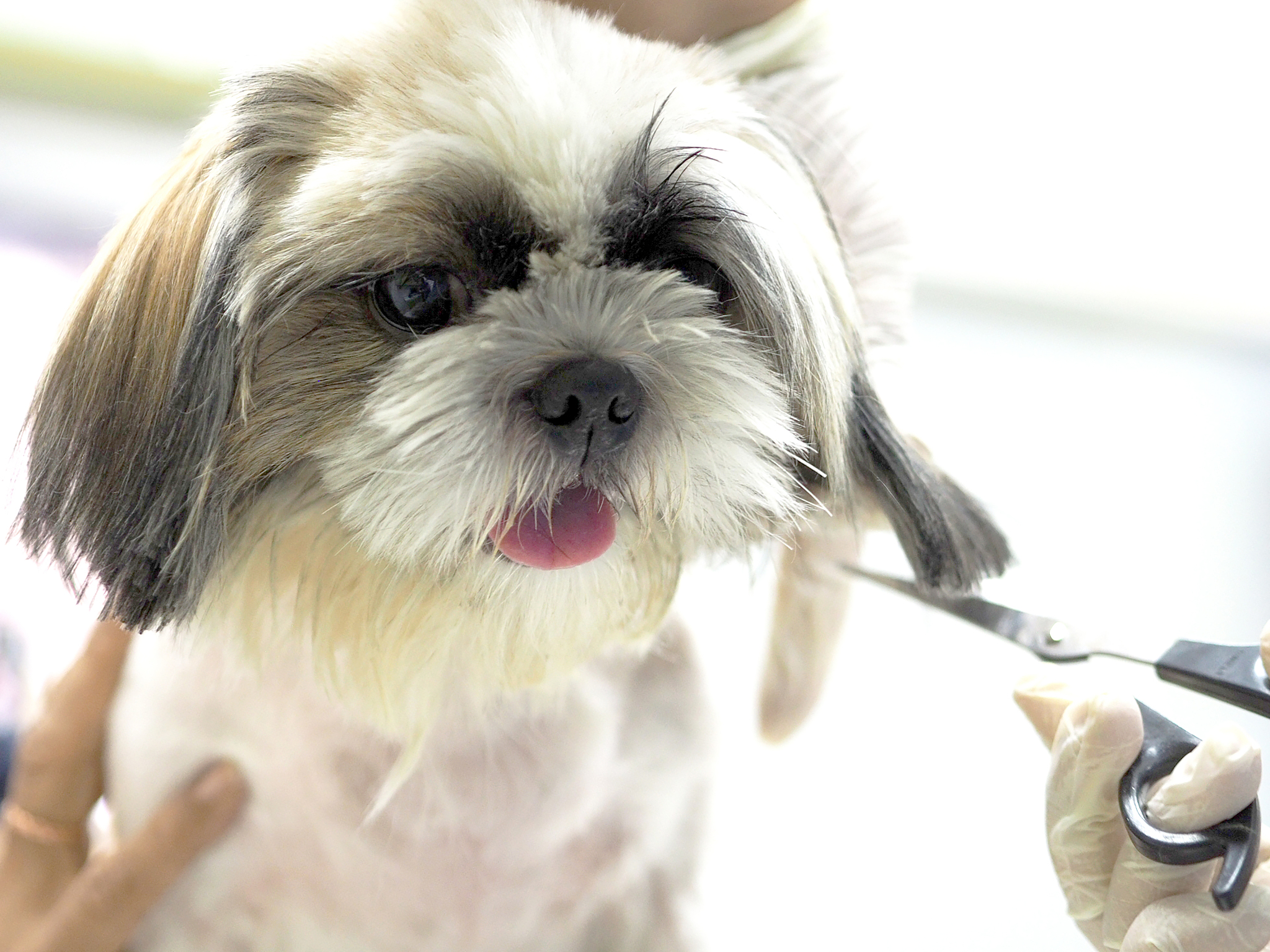 宠物寄养店寄养宠物时要考虑那些方面