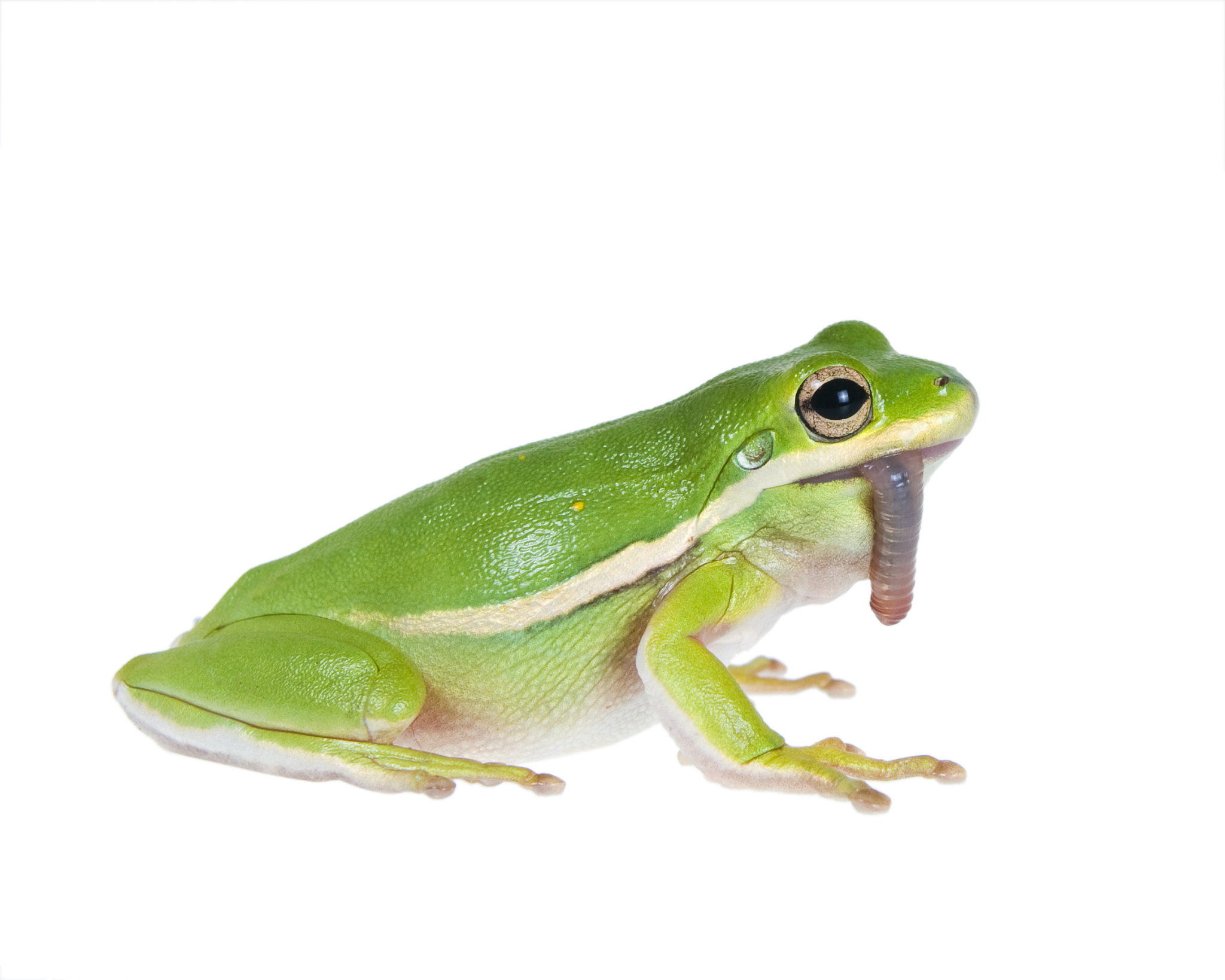 写几个春雨后的动物活动的现代诗标题