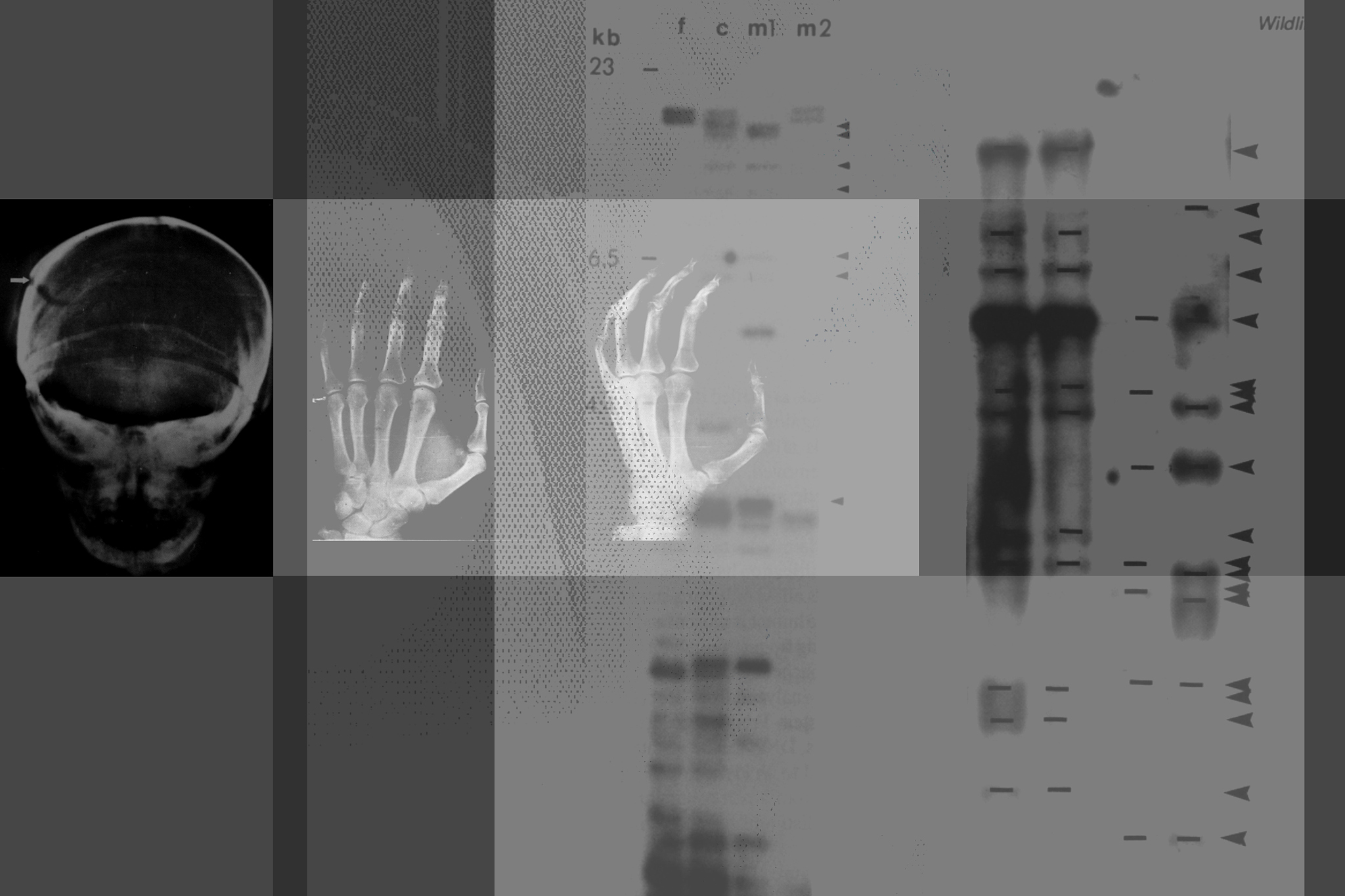 请使用高级语法及词汇润色以下句子：Figure 1a shows the X-ray diffraction patterns of pure Cu Cu-coated graphite and mixed powders with Cr2AlC The results indicate that there are no other impurities in the raw materials