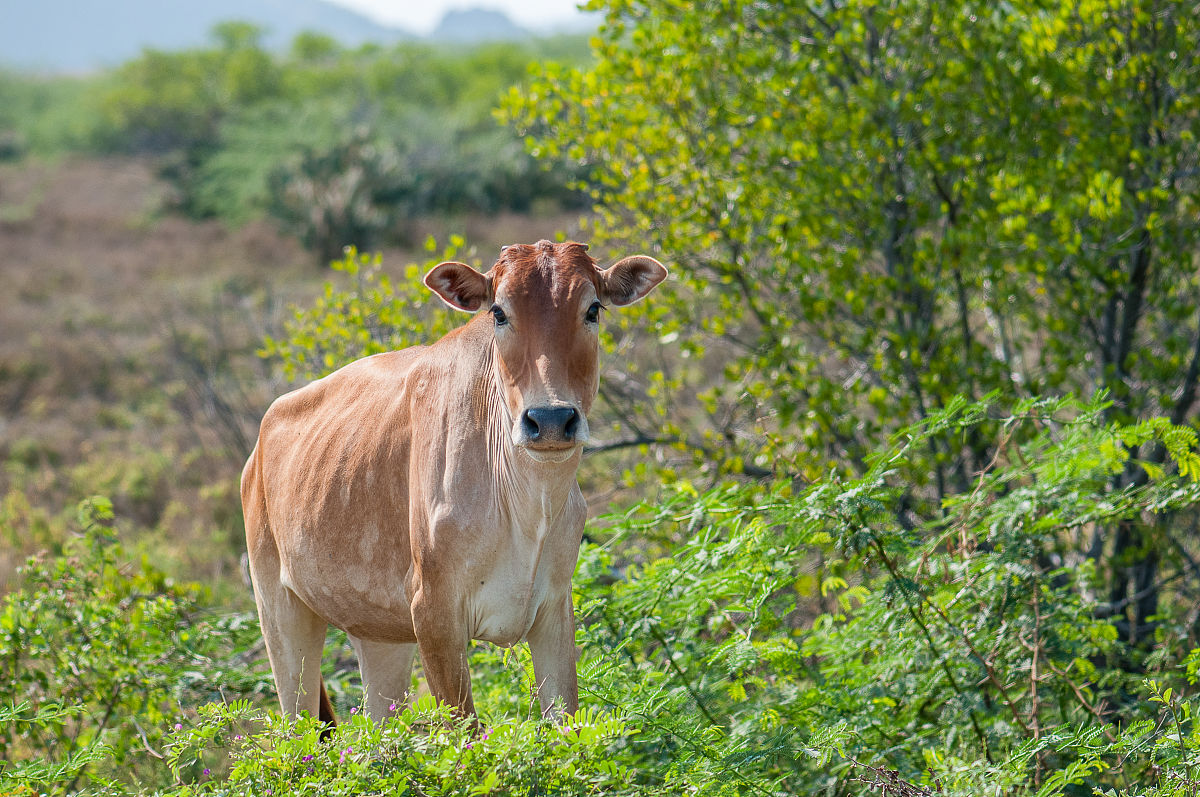 泰国赚钱商机：中国人创业指南