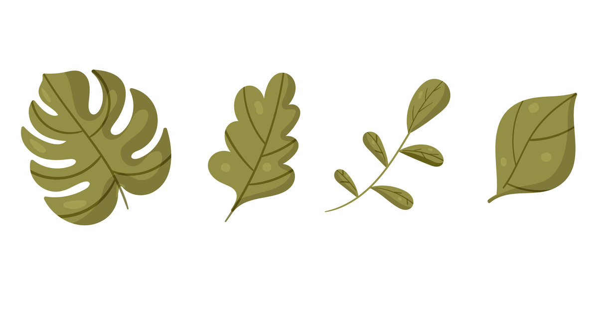 三年级科学茎和叶的变化