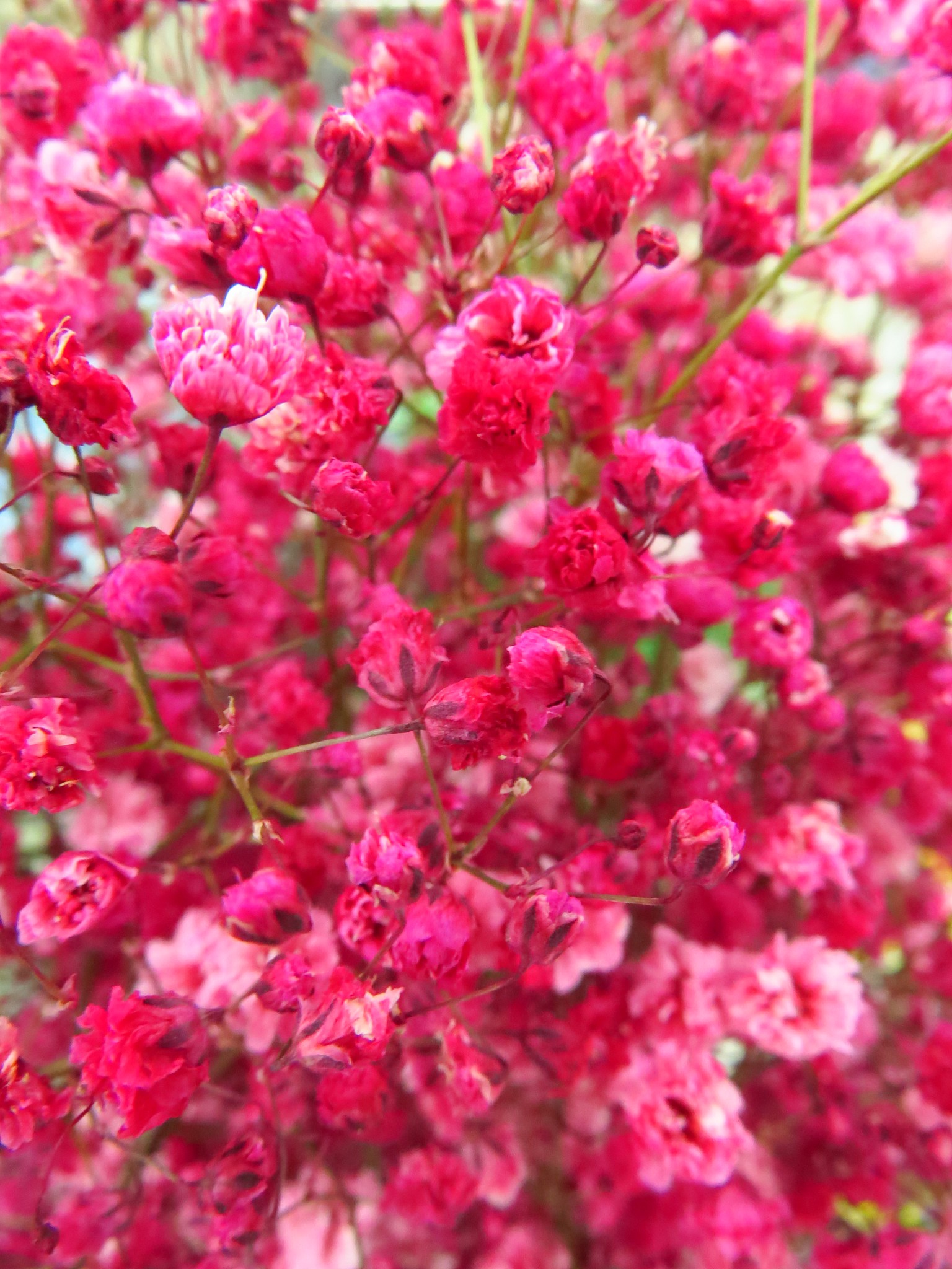 绿肥红瘦中的‘红瘦’指的是什么花？