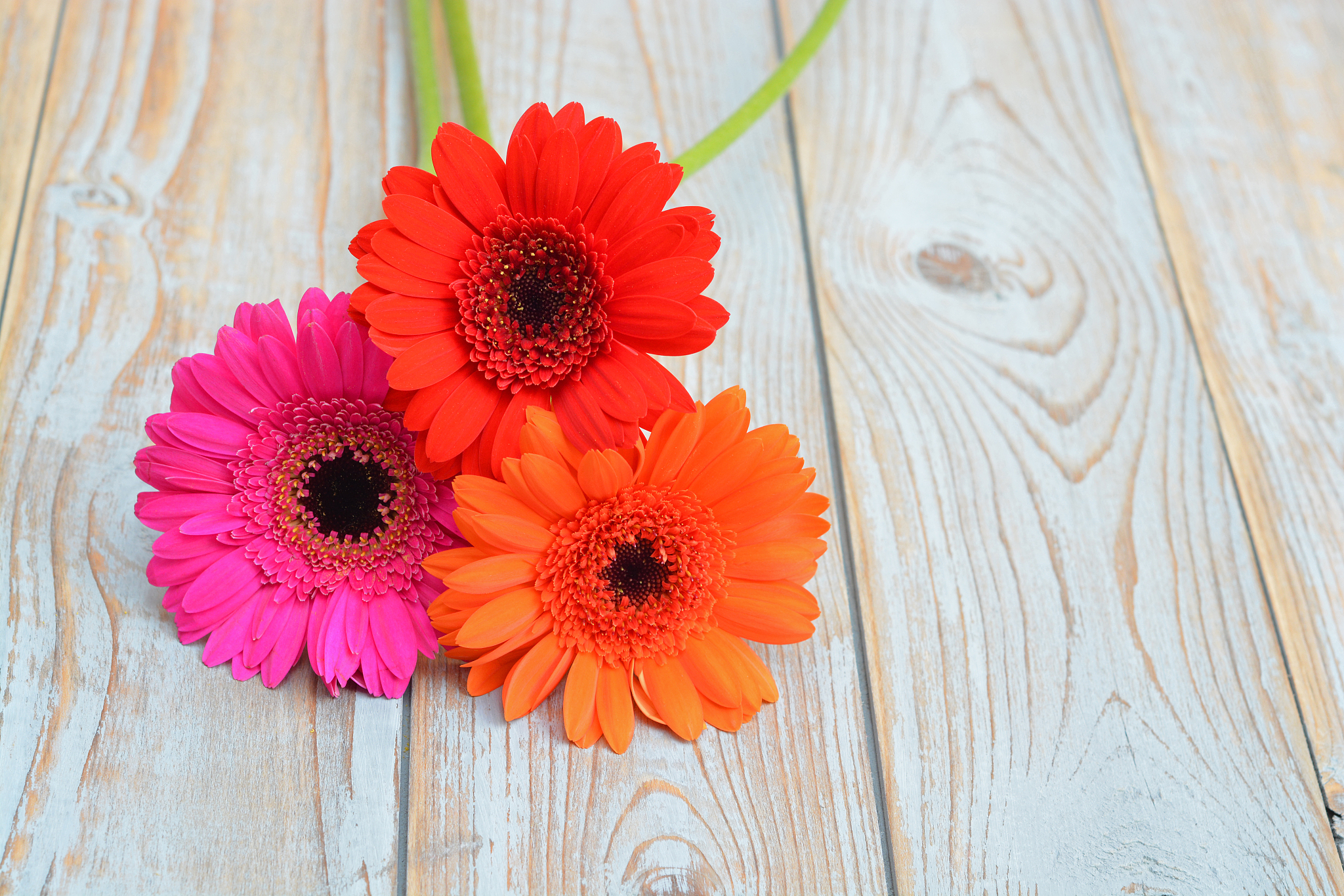 生日快乐藏头诗：祝你幸福快乐一生