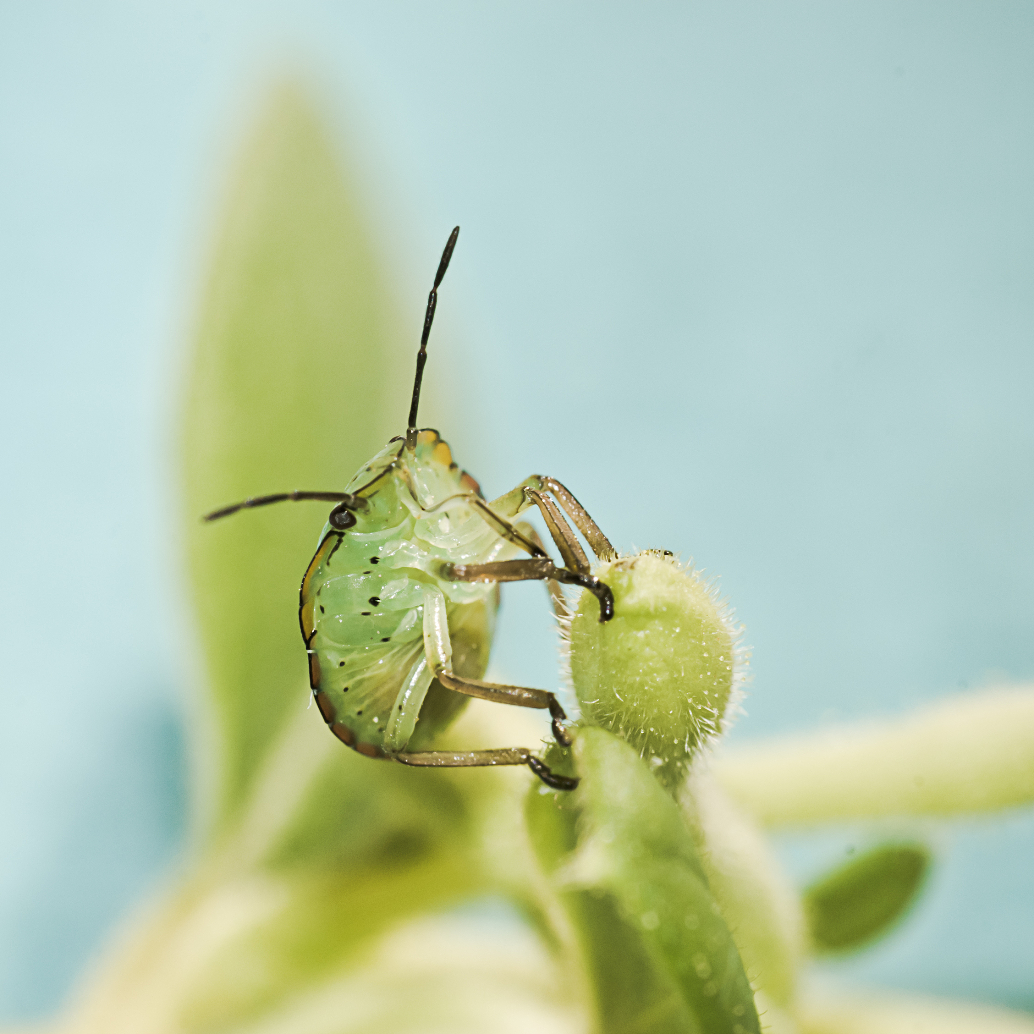 palomena prasina