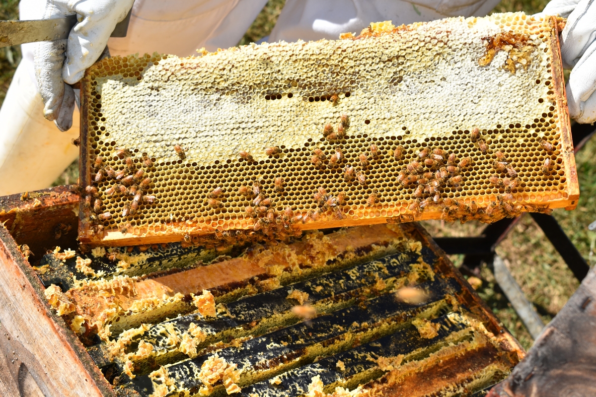 江西赣南地区哪里买杂交中蜂王？适应气候的优选品种推荐